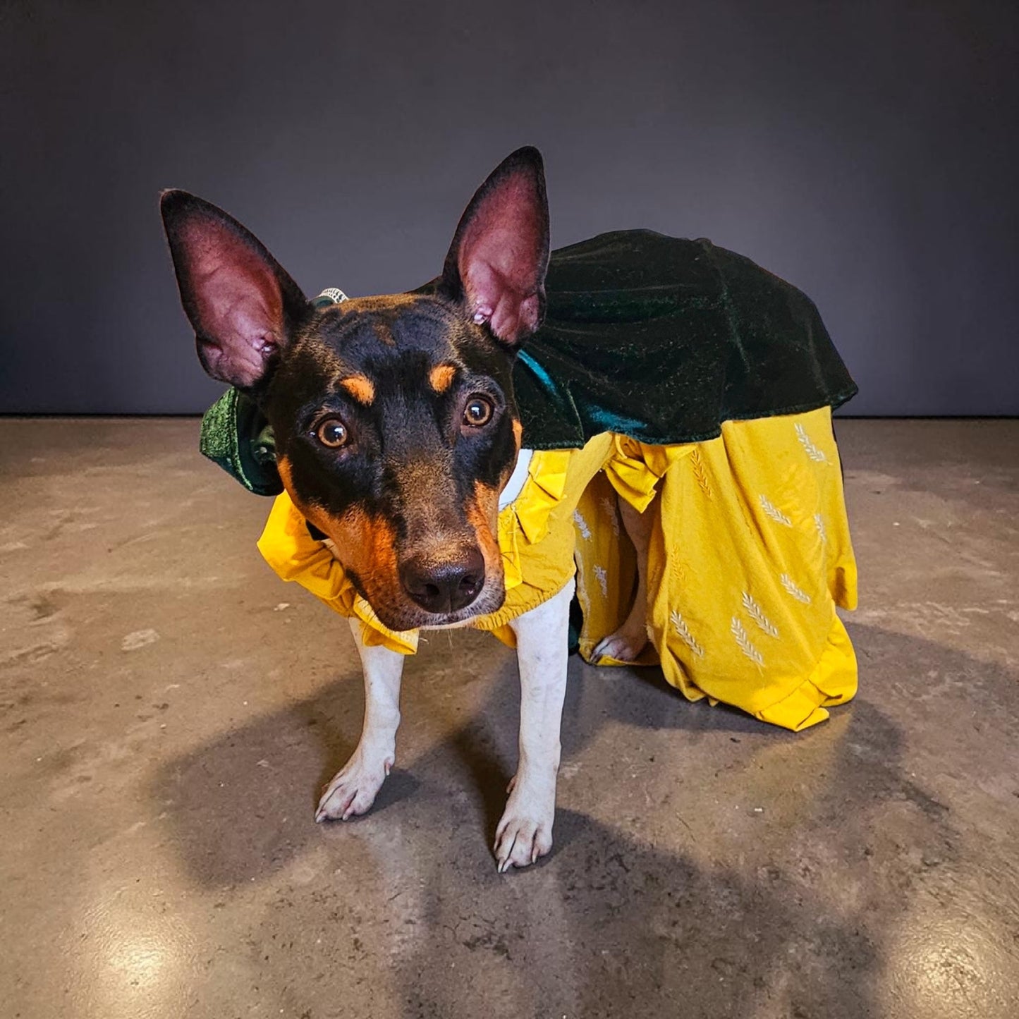 Evermore pet dress, Evermore pet costume, evermore pet dress, evermore dog dress