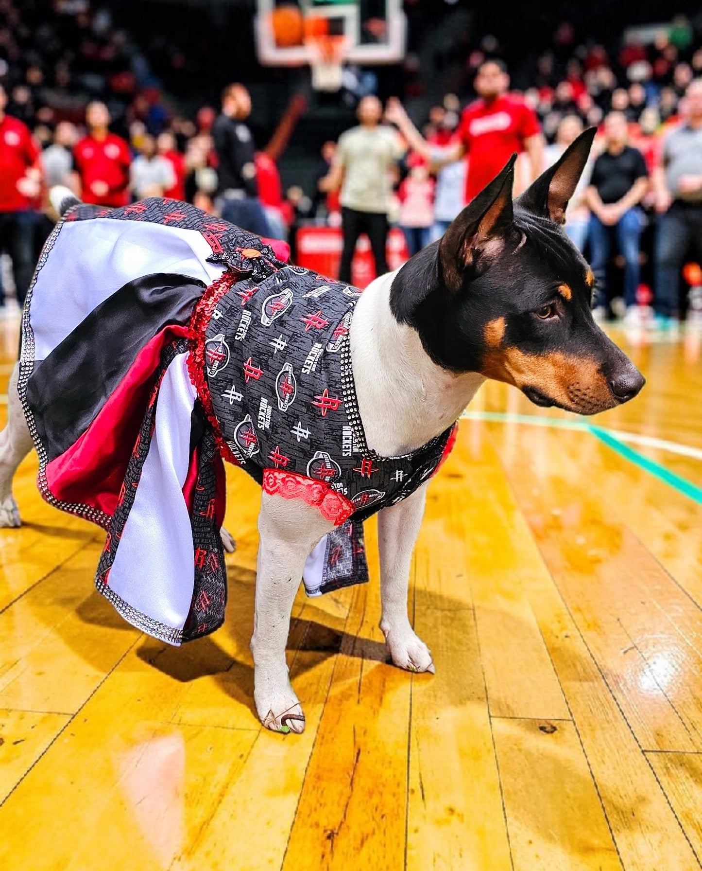 Houston Rockets pet dress, Houston rockets dog dress, Houston rockets cat dress, Rockets basketball pet dress, rockets pet clothes