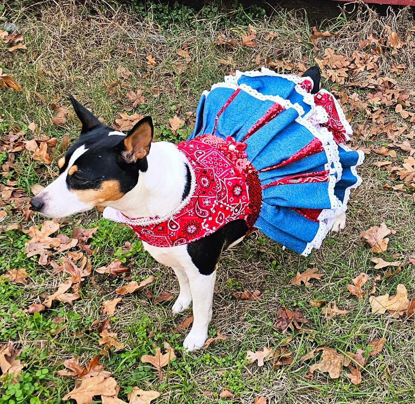Western cowgirl pet dress, western cowgirl dog dress, western cowgirl cat costume