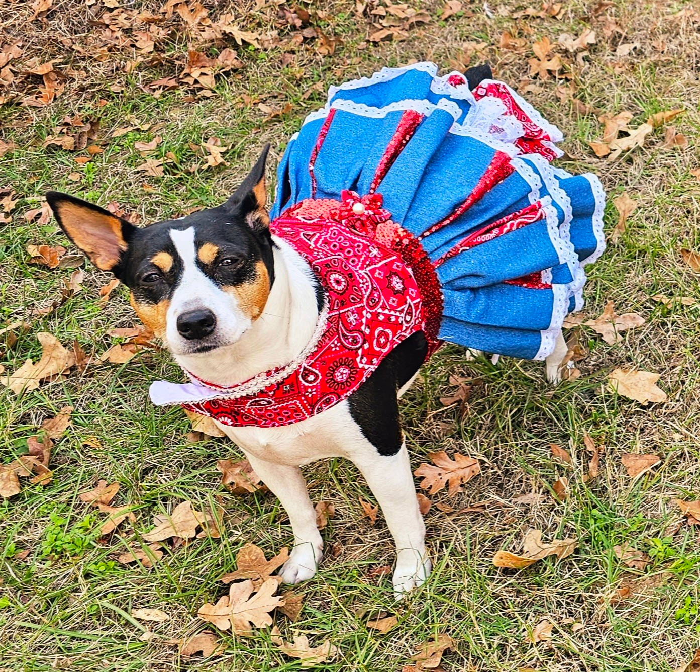 Western cowgirl pet dress, western cowgirl dog dress, western cowgirl cat costume