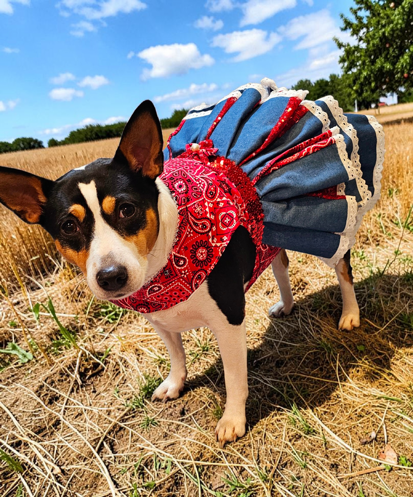 Western cowgirl pet dress, western cowgirl dog dress, western cowgirl cat costume
