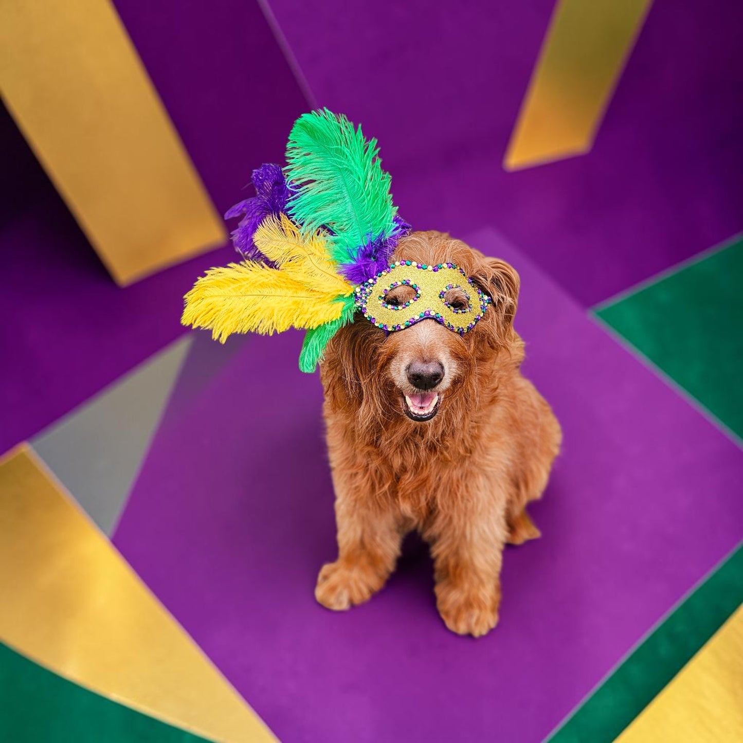Mardi Gras Pet Masks, Mardi Gras Dog Mask, Fat Tuesday pet, feather pet mask