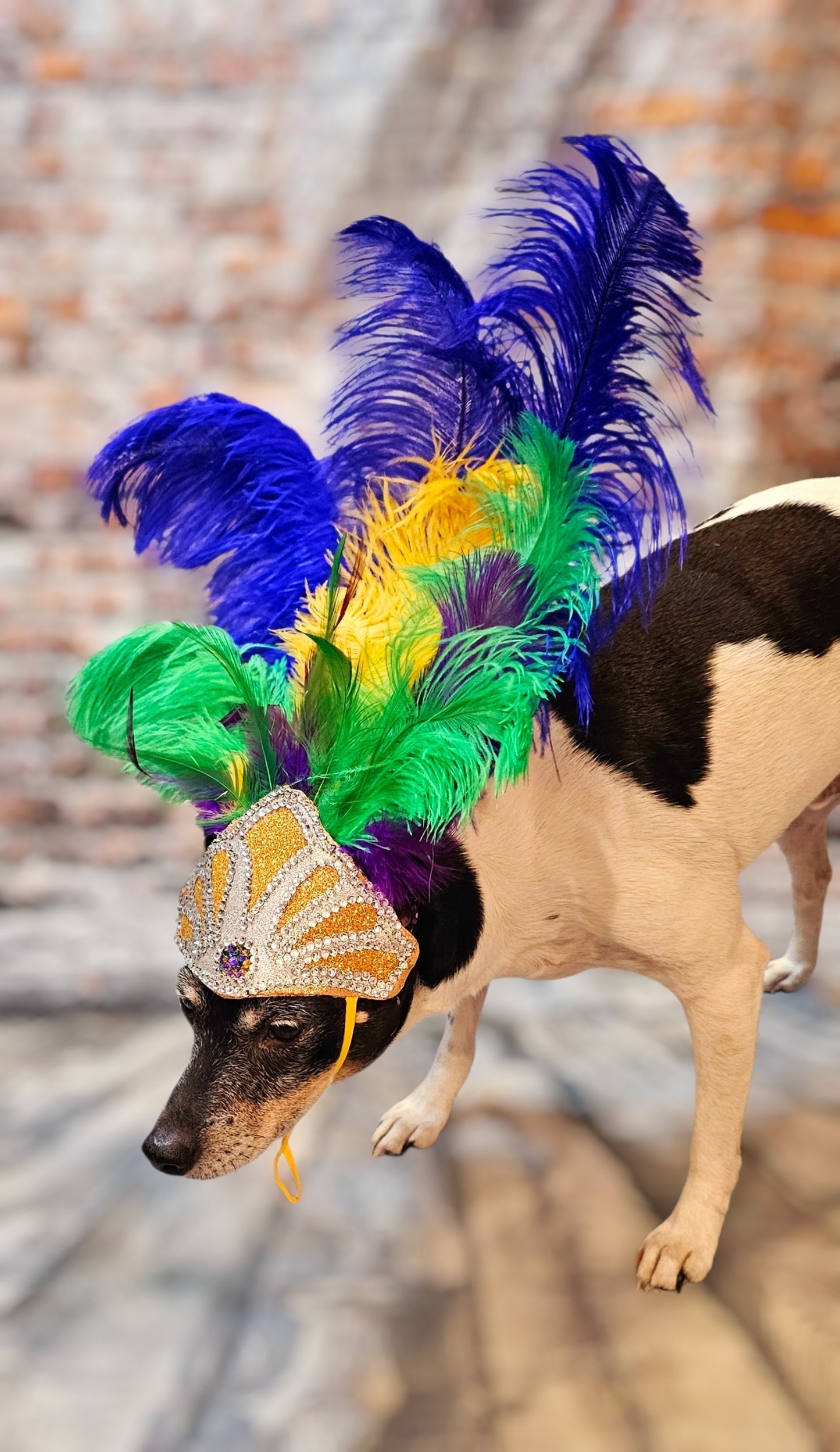 Mardi Gras pet feather showgirl headress, carnival feather pet headress