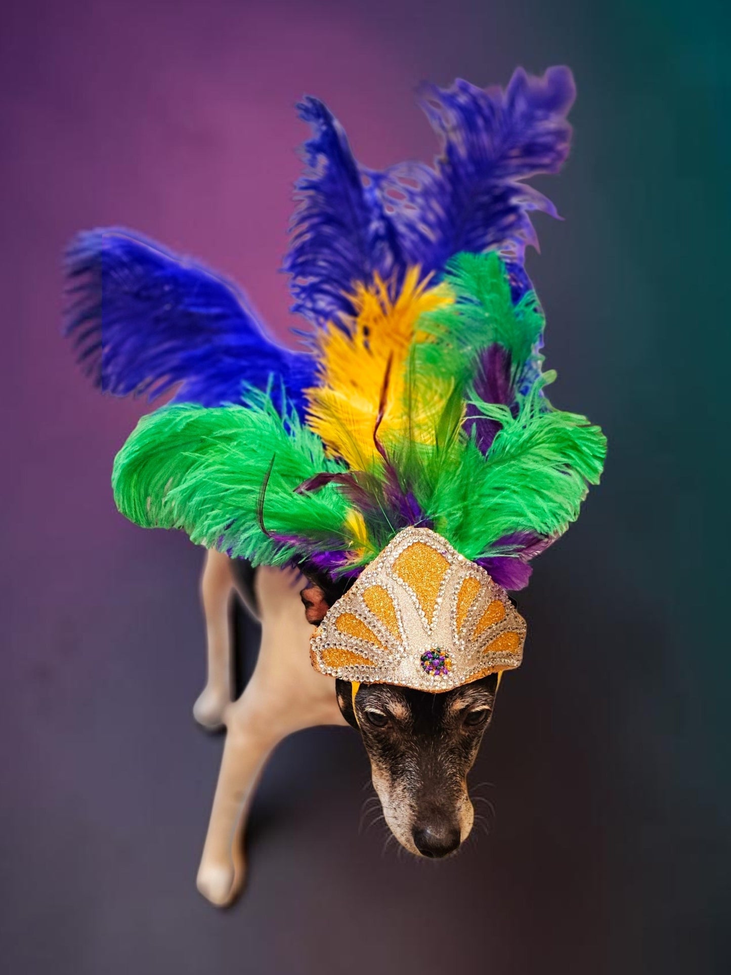 Mardi Gras pet feather showgirl headress, carnival feather pet headress