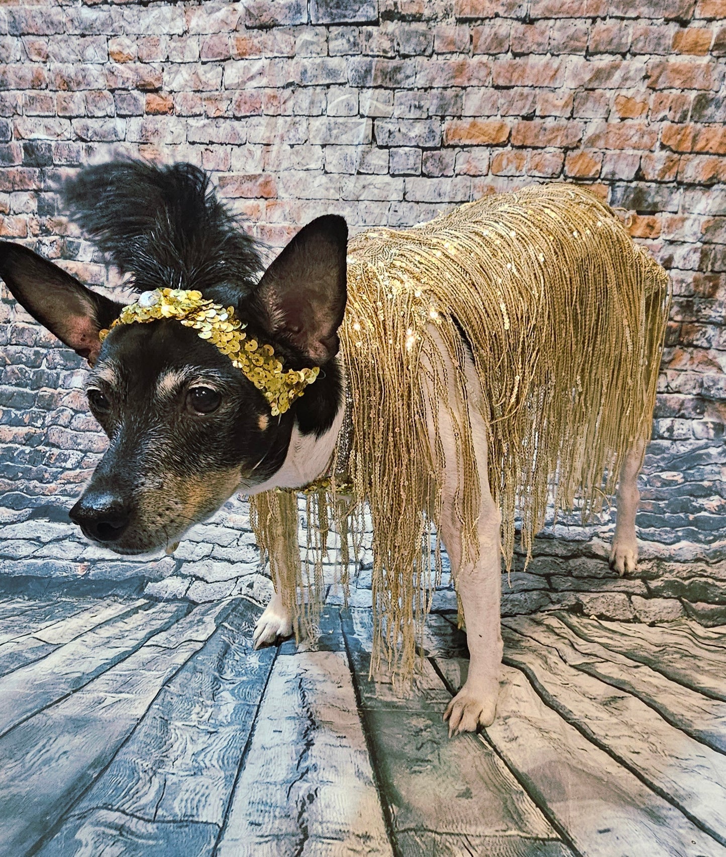 Flappers sequin pet costume, flappers fringe pet costume, flapper girl pet costume