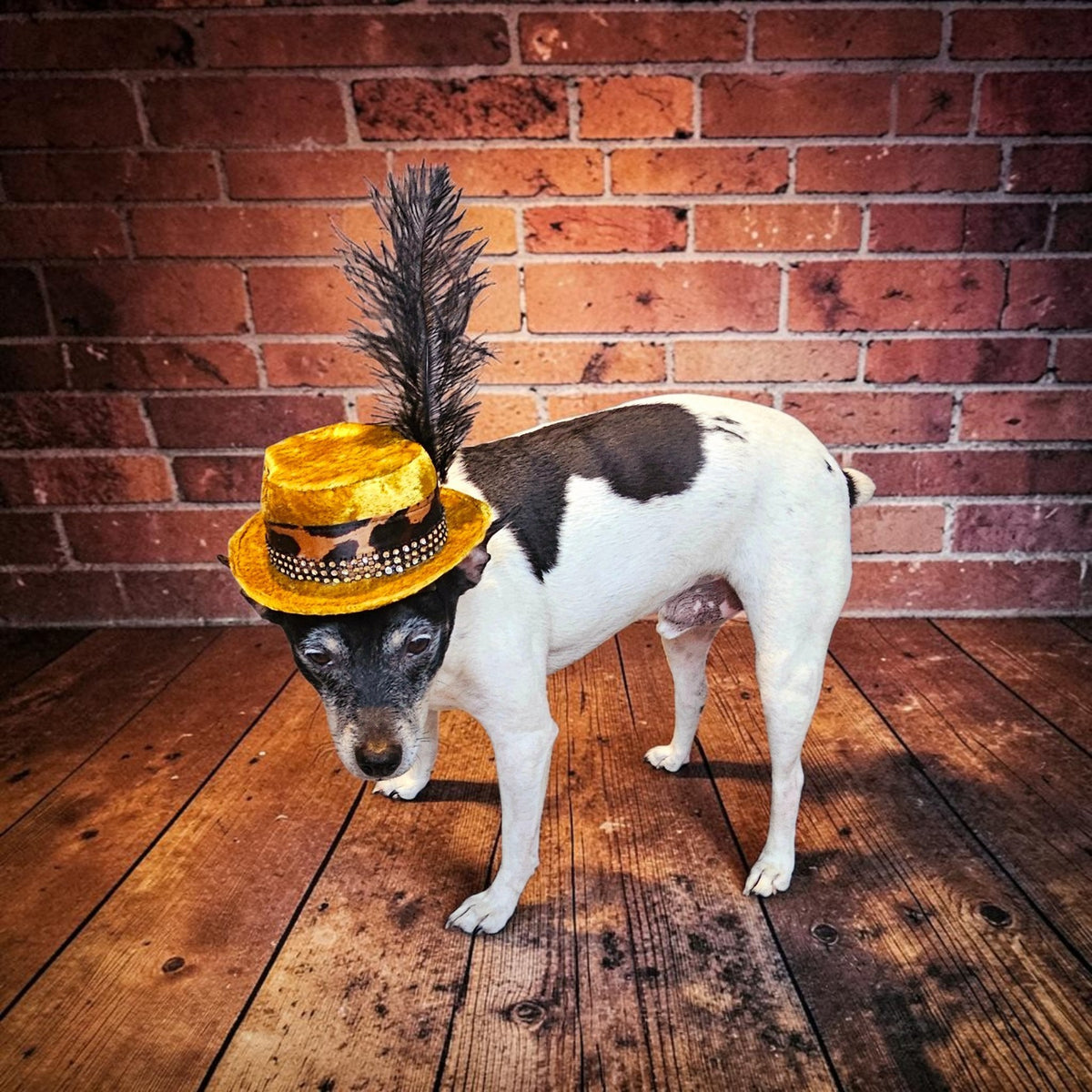 Pimp pet hat, pimp dog hat, gangster pet hat, gangster dog hat, pet pimp hat, pimp cat hat, dog gangster hat, pimp feather pet hat