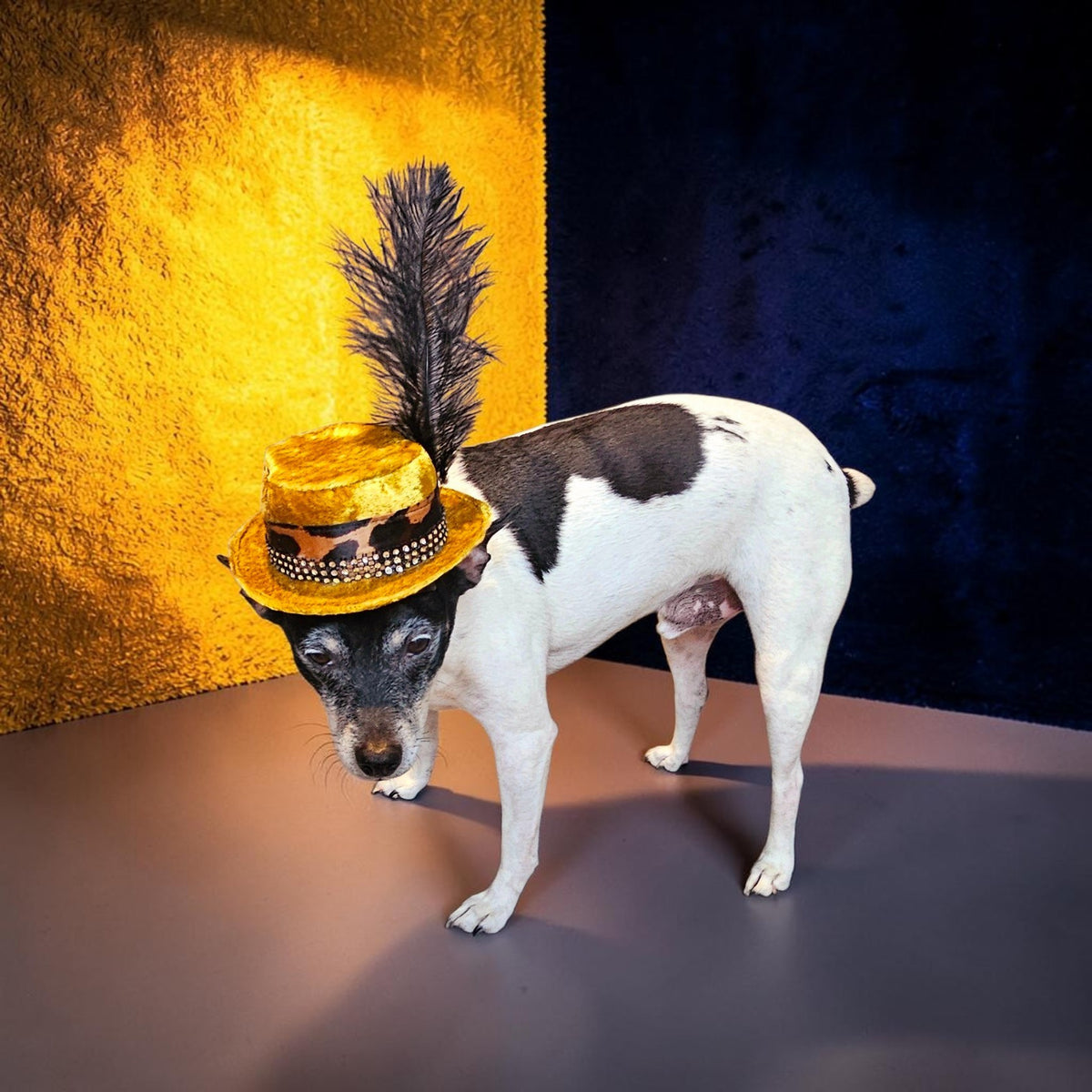 Pimp pet hat, pimp dog hat, gangster pet hat, gangster dog hat, pet pimp hat, pimp cat hat, dog gangster hat, pimp feather pet hat