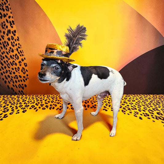 Pimp pet hat, pimp dog hat, gangster pet hat, gangster dog hat, pet pimp hat, pimp cat hat, dog gangster hat, pimp feather pet hat