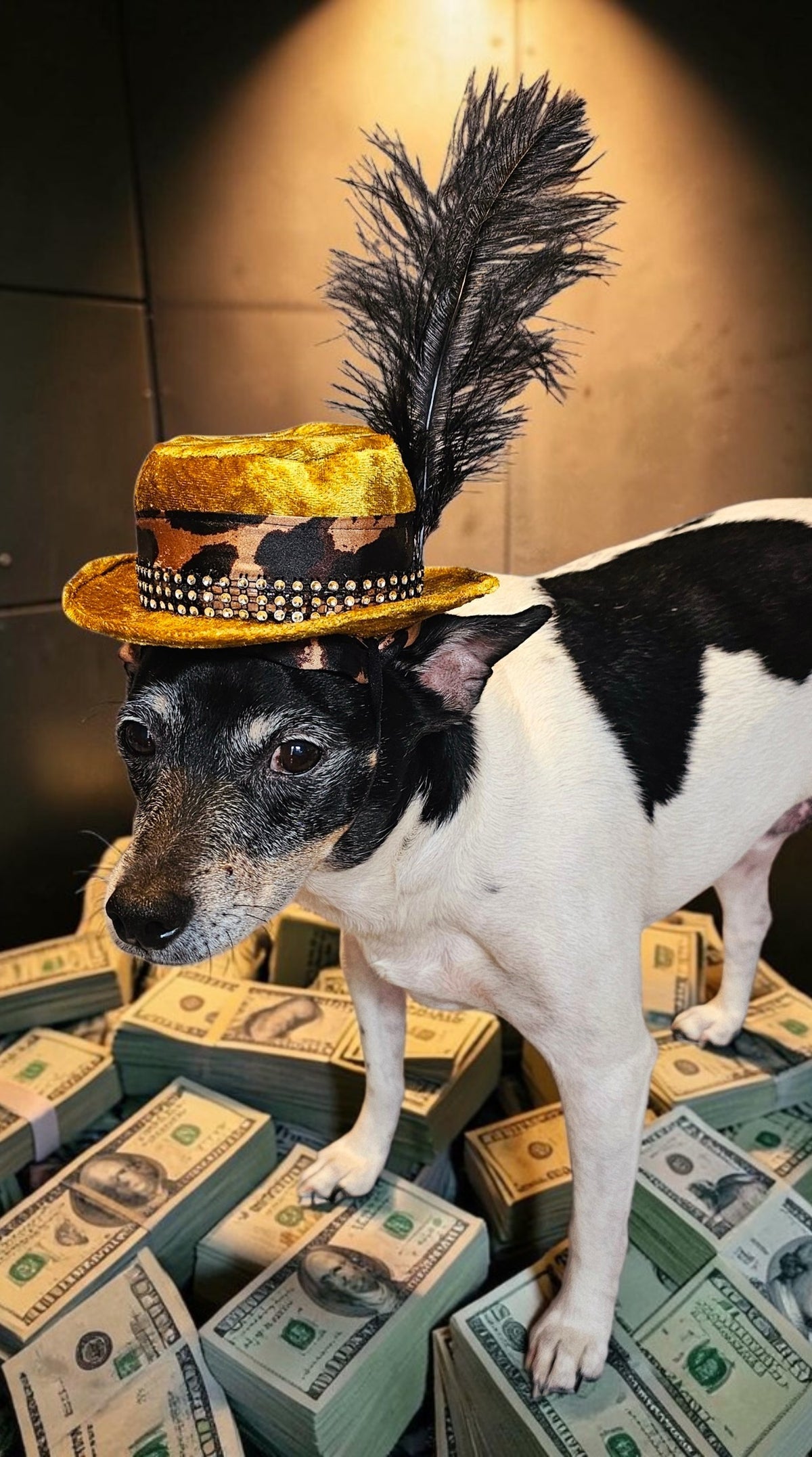 Pimp pet hat, pimp dog hat, gangster pet hat, gangster dog hat, pet pimp hat, pimp cat hat, dog gangster hat, pimp feather pet hat
