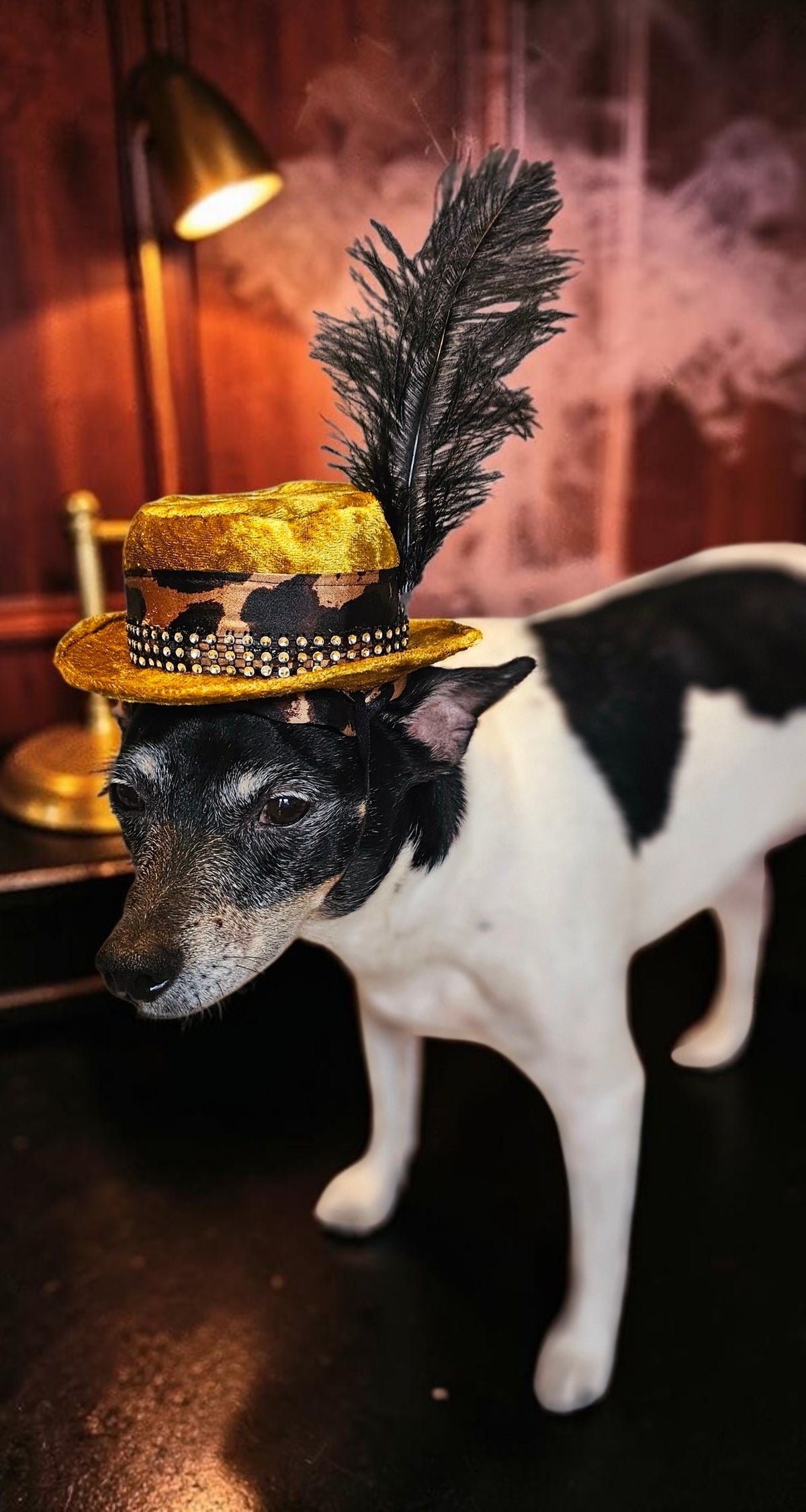 Pimp pet hat, pimp dog hat, gangster pet hat, gangster dog hat, pet pimp hat, pimp cat hat, dog gangster hat, pimp feather pet hat