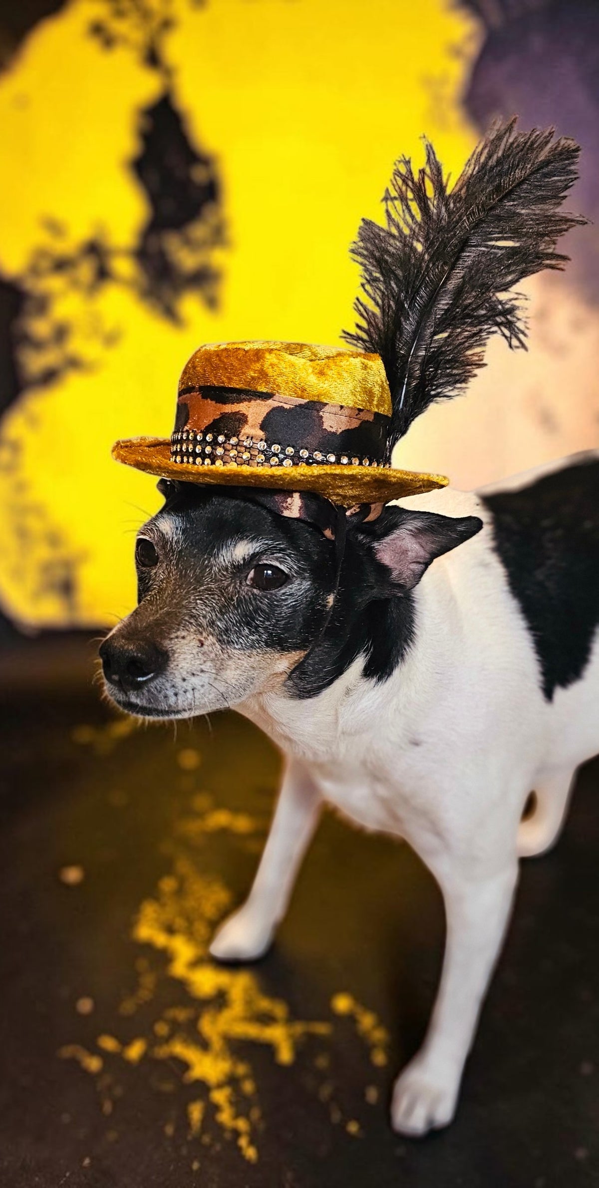 Pimp pet hat, pimp dog hat, gangster pet hat, gangster dog hat, pet pimp hat, pimp cat hat, dog gangster hat, pimp feather pet hat