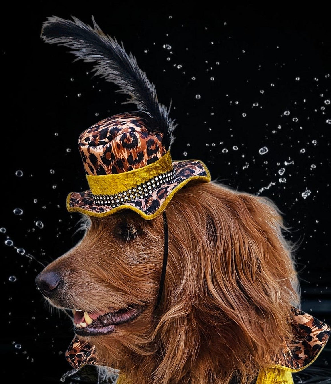 Pimp pet hat, pimp dog hat, gangster pet hat, gangster dog hat, pet pimp hat, pimp cat hat, dog gangster hat, pimp feather pet hat