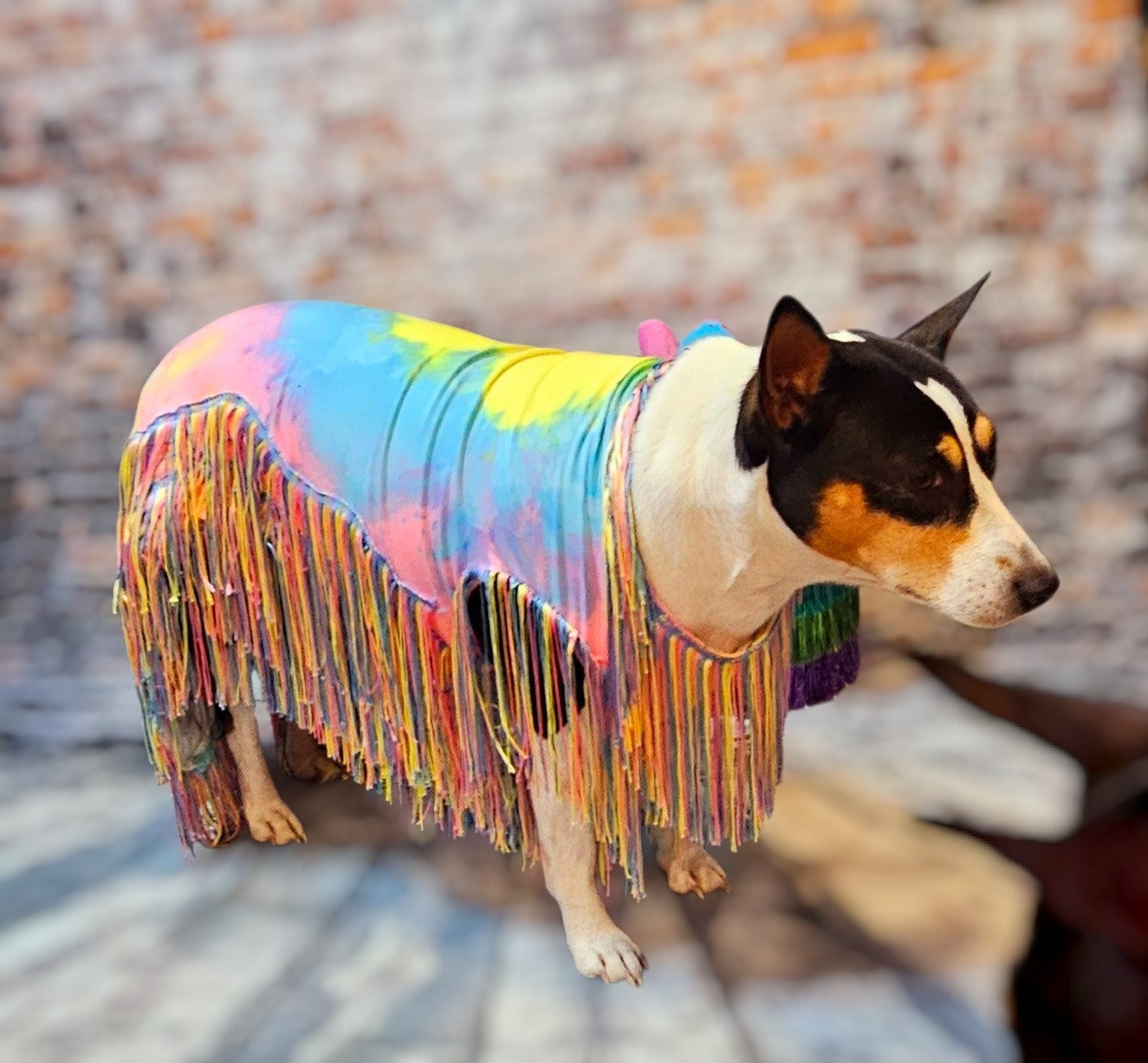 Tie-Dye tassel pet dress, Easter egg pet dress, 70s fringe pet costume, Tie-dye fringe pet costume, fringe dog costume, Tie dye cat dress