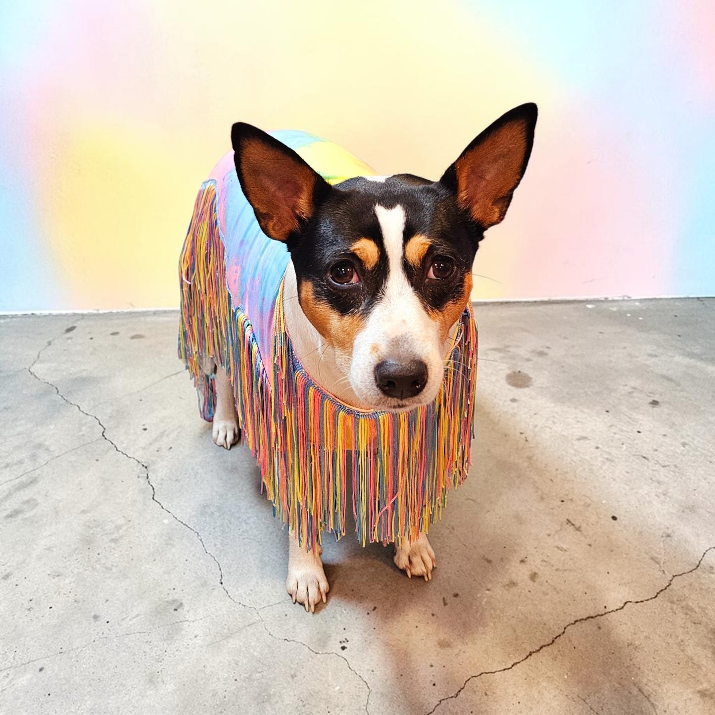 Tie-Dye tassel pet dress, Easter egg pet dress, 70s fringe pet costume, Tie-dye fringe pet costume, fringe dog costume, Tie dye cat dress