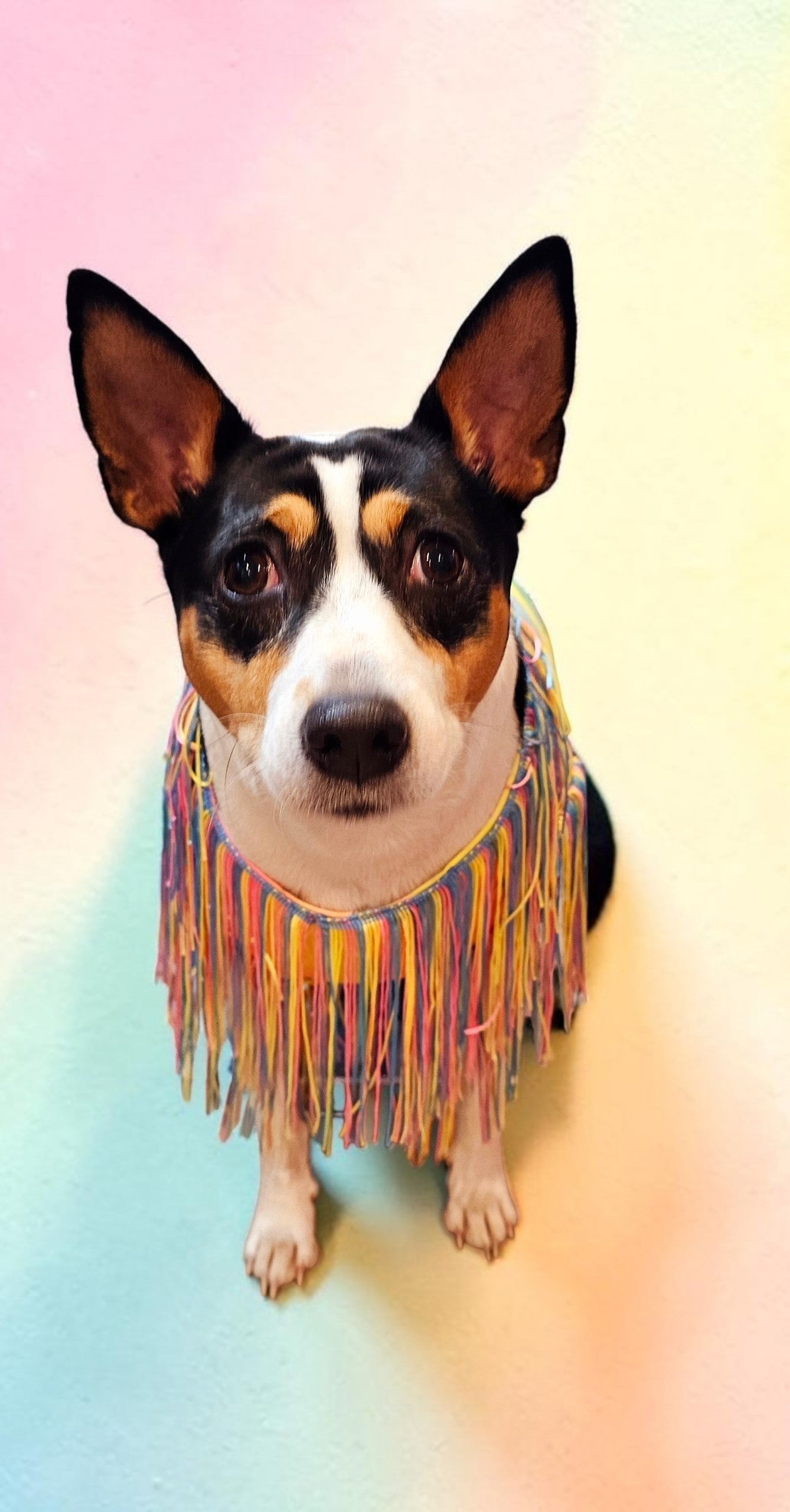 Tie-Dye tassel pet dress, Easter egg pet dress, 70s fringe pet costume, Tie-dye fringe pet costume, fringe dog costume, Tie dye cat dress