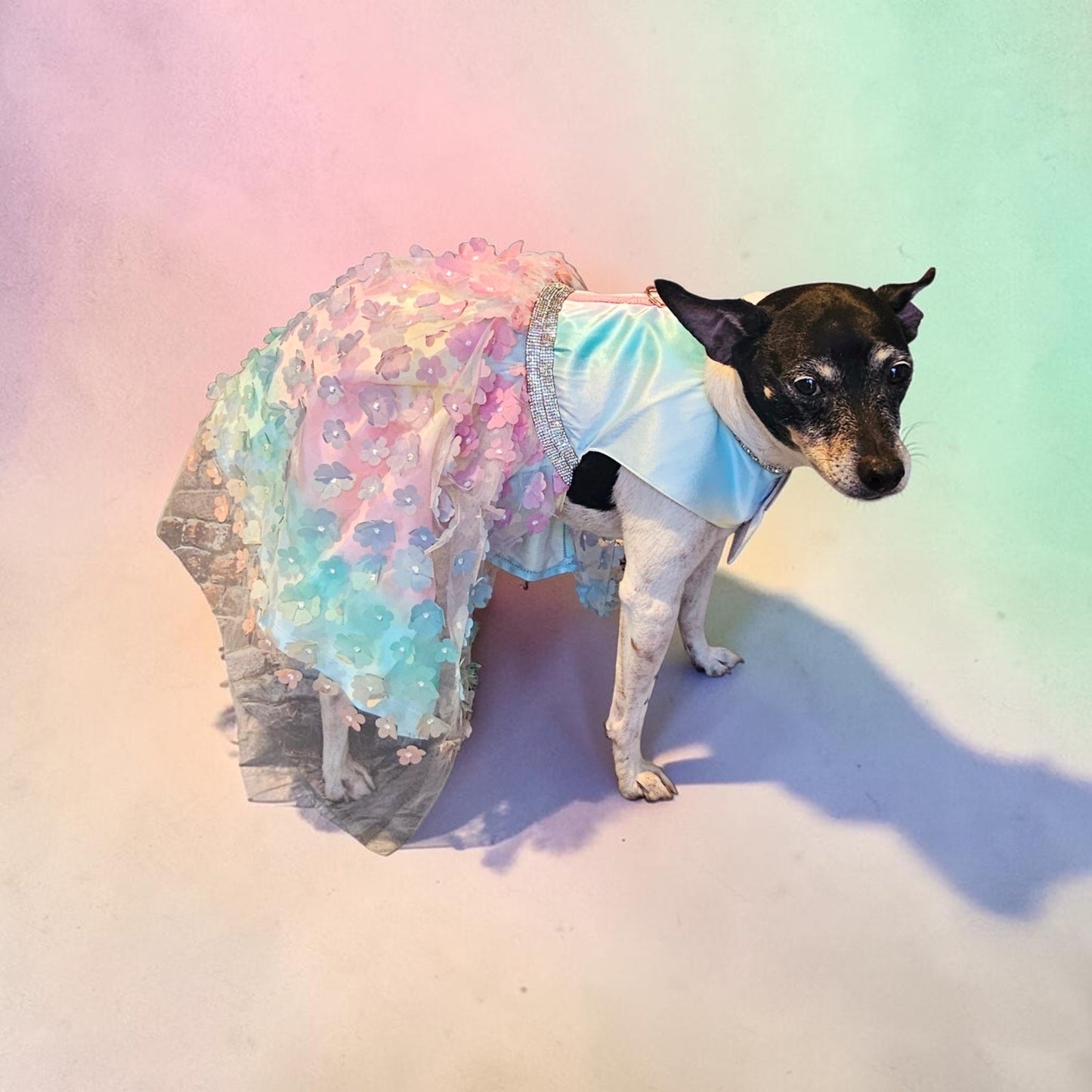 Flower pet dress, flower dog dress, flower cat dress, pastel pet dress, special occasion pet dress, couture pet dress, 3D flower pet dress