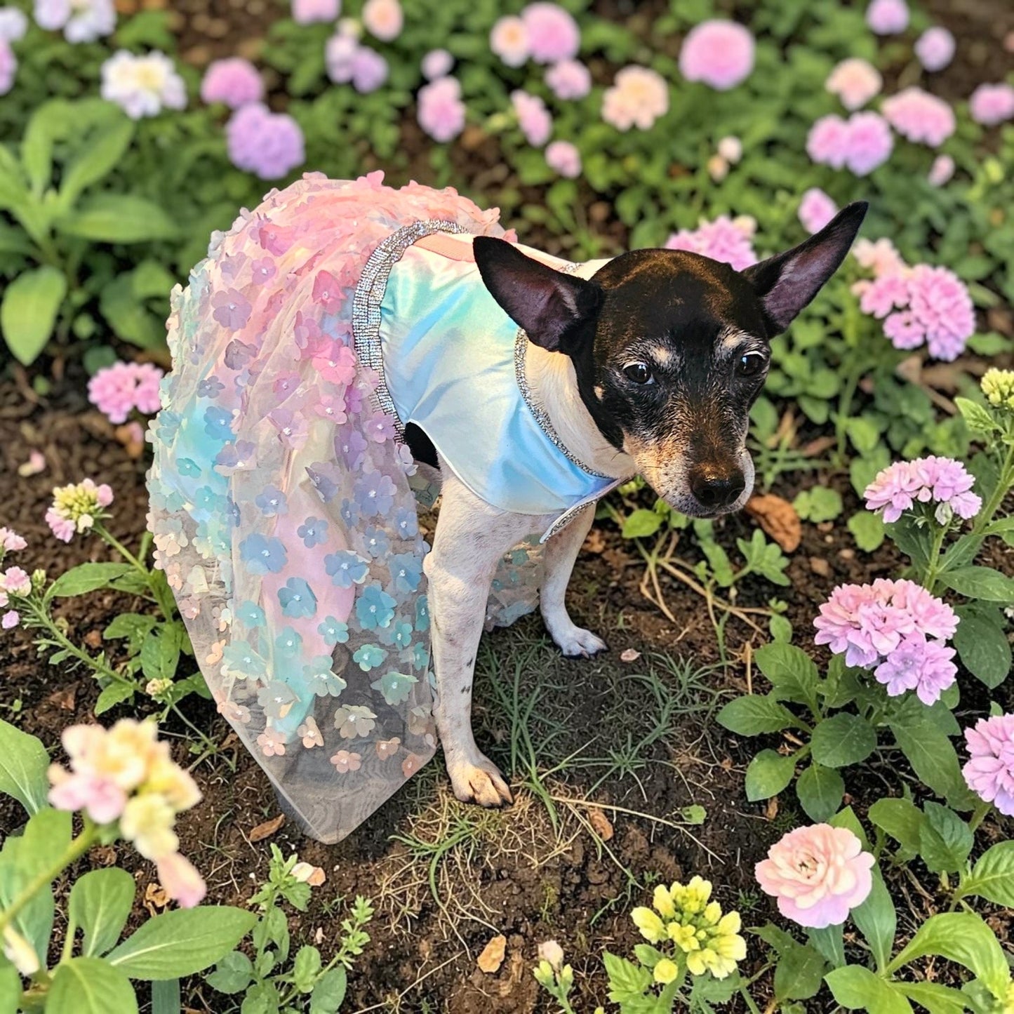 Flower pet dress, flower dog dress, flower cat dress, pastel pet dress, special occasion pet dress, couture pet dress, 3D flower pet dress