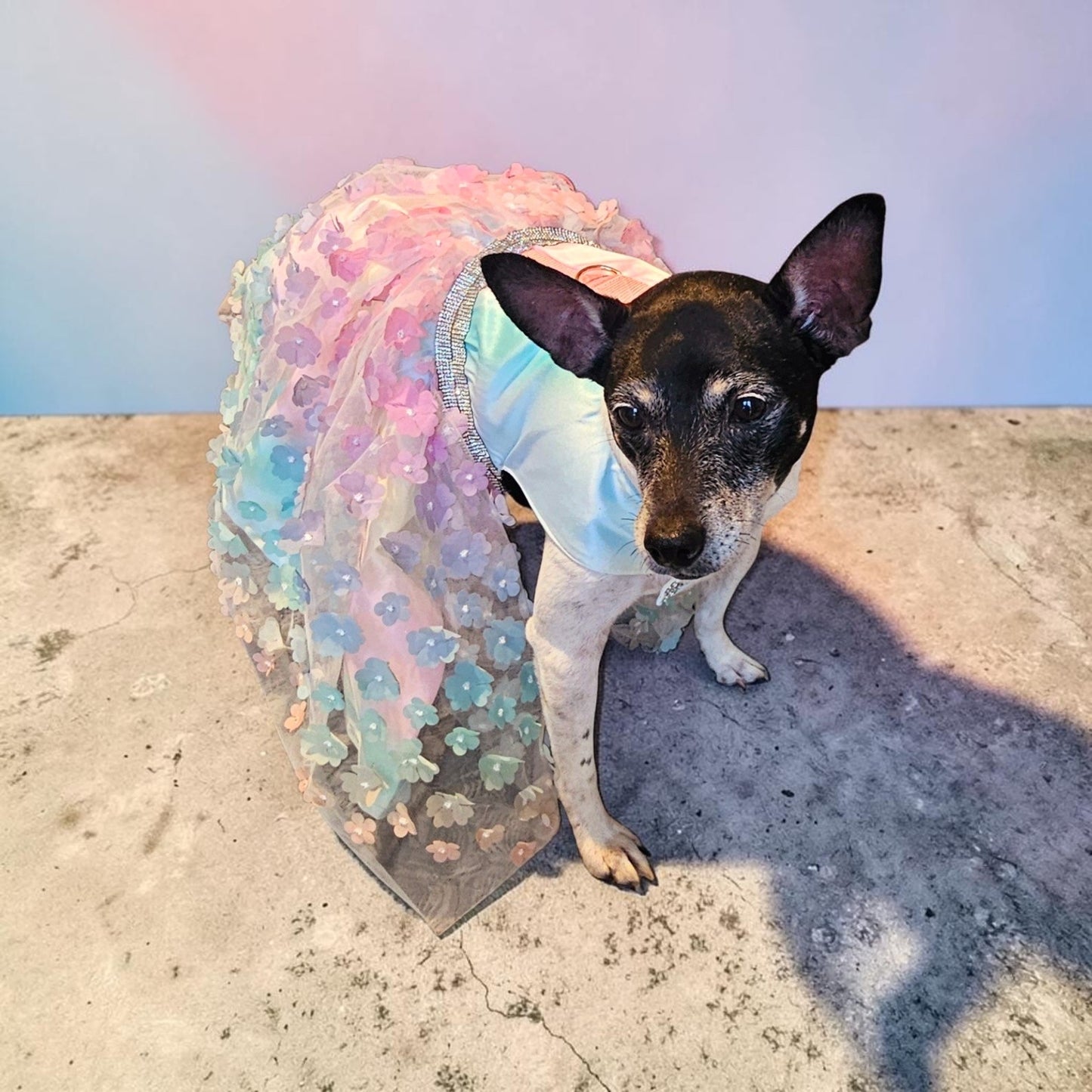 Flower pet dress, flower dog dress, flower cat dress, pastel pet dress, special occasion pet dress, couture pet dress, 3D flower pet dress