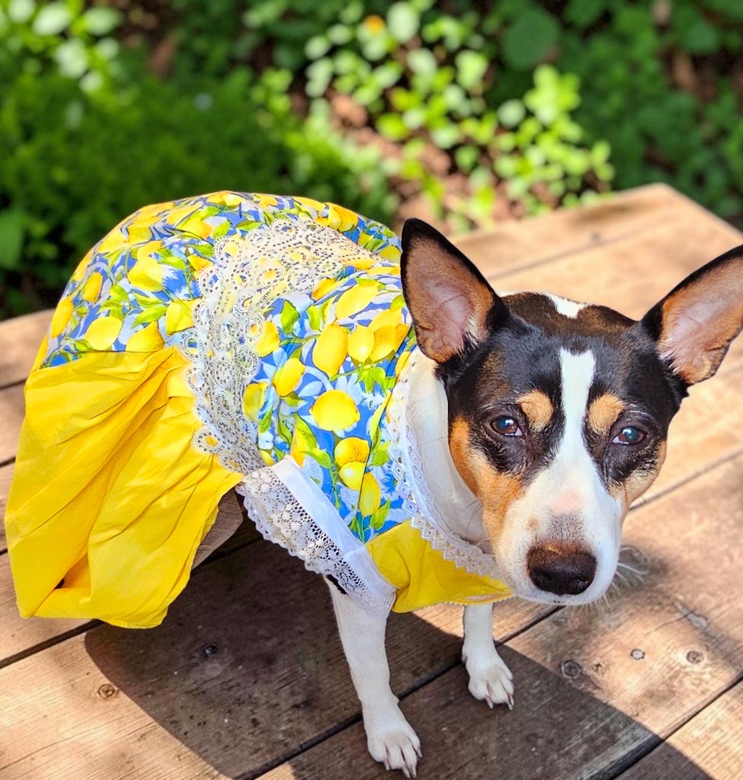 Lemon pet dress, lemon print dog dress, lemon cat dress, pet lemon dress