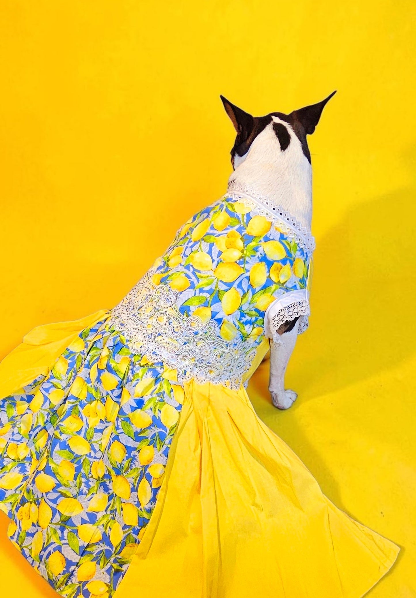 Lemon pet dress, lemon print dog dress, lemon cat dress, pet lemon dress