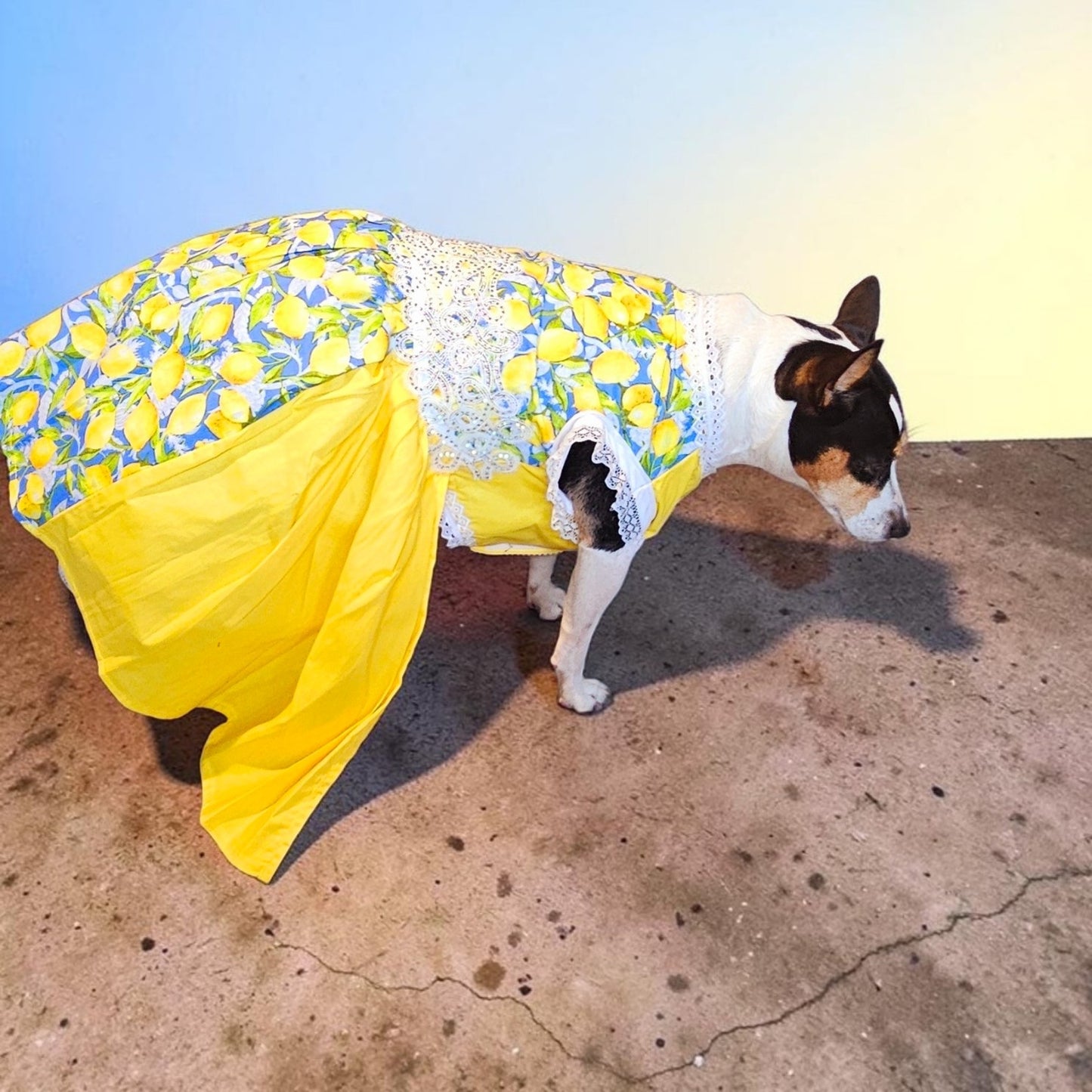 Lemon pet dress, lemon print dog dress, lemon cat dress, pet lemon dress