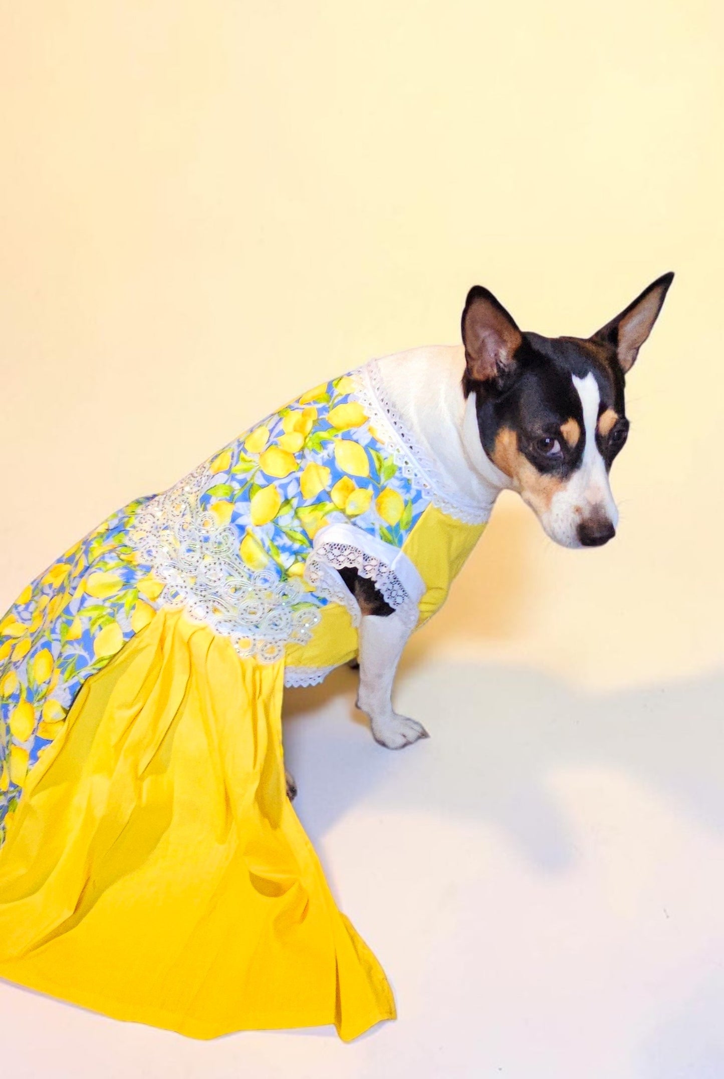 Lemon pet dress, lemon print dog dress, lemon cat dress, pet lemon dress