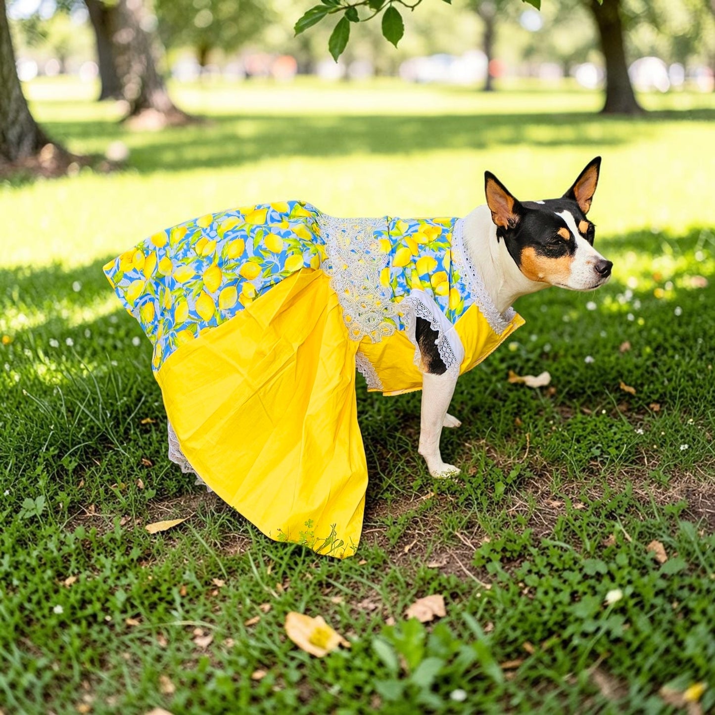 Lemon pet dress, lemon print dog dress, lemon cat dress, pet lemon dress
