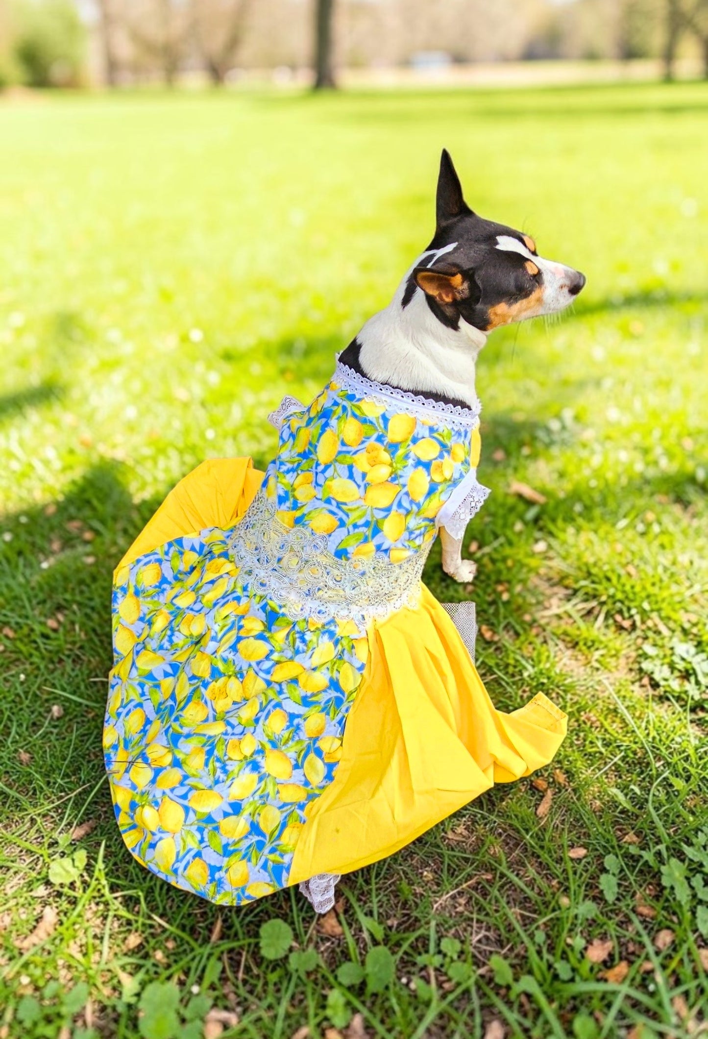 Lemon pet dress, lemon print dog dress, lemon cat dress, pet lemon dress