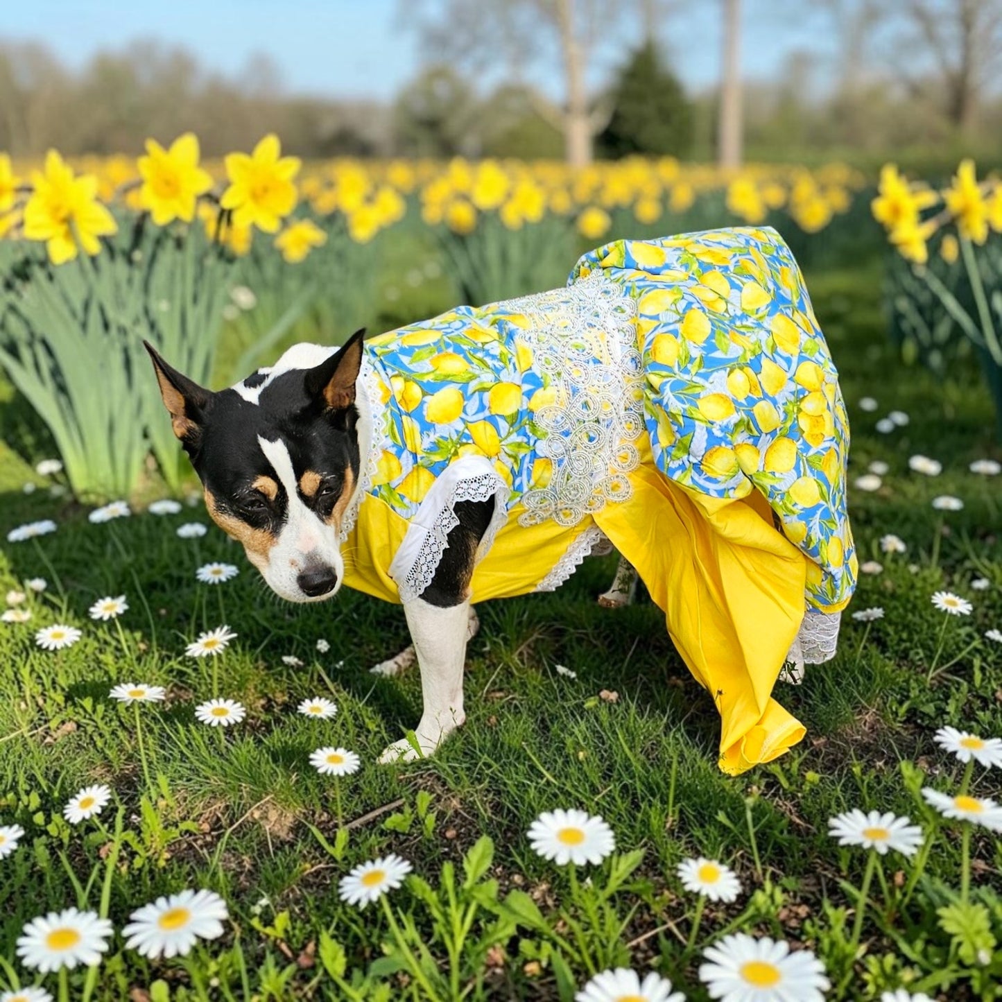 Lemon pet dress, lemon print dog dress, lemon cat dress, pet lemon dress