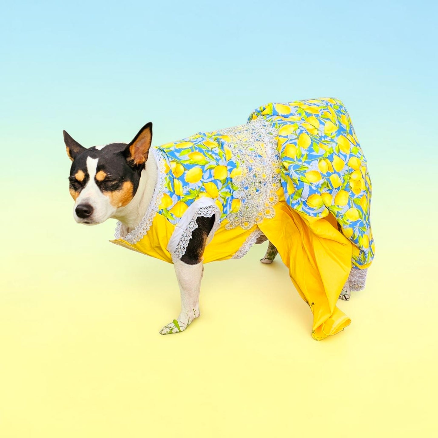 Lemon pet dress, lemon print dog dress, lemon cat dress, pet lemon dress