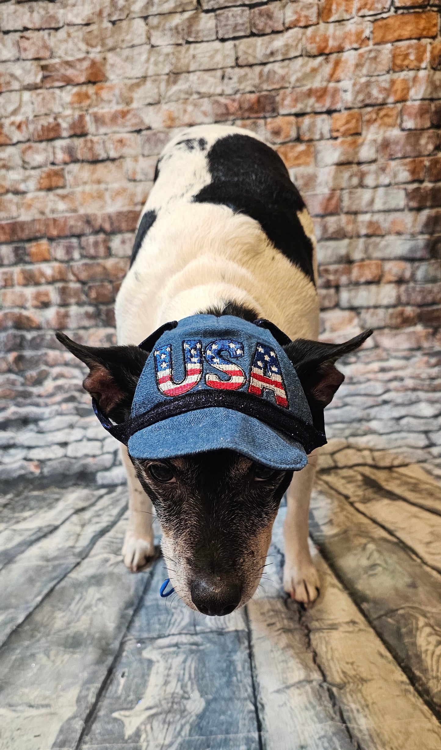 Patriotic Blue Jean pet hat, personalized pet hat, blue jean USA pet hat