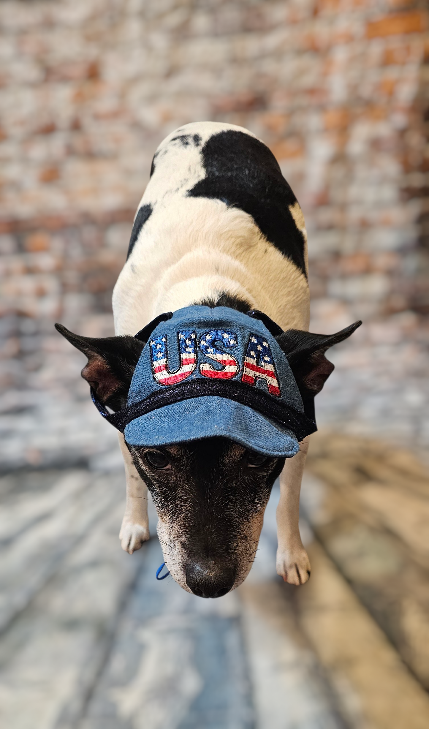 Patriotic Blue Jean pet hat, personalized pet hat, blue jean USA pet hat