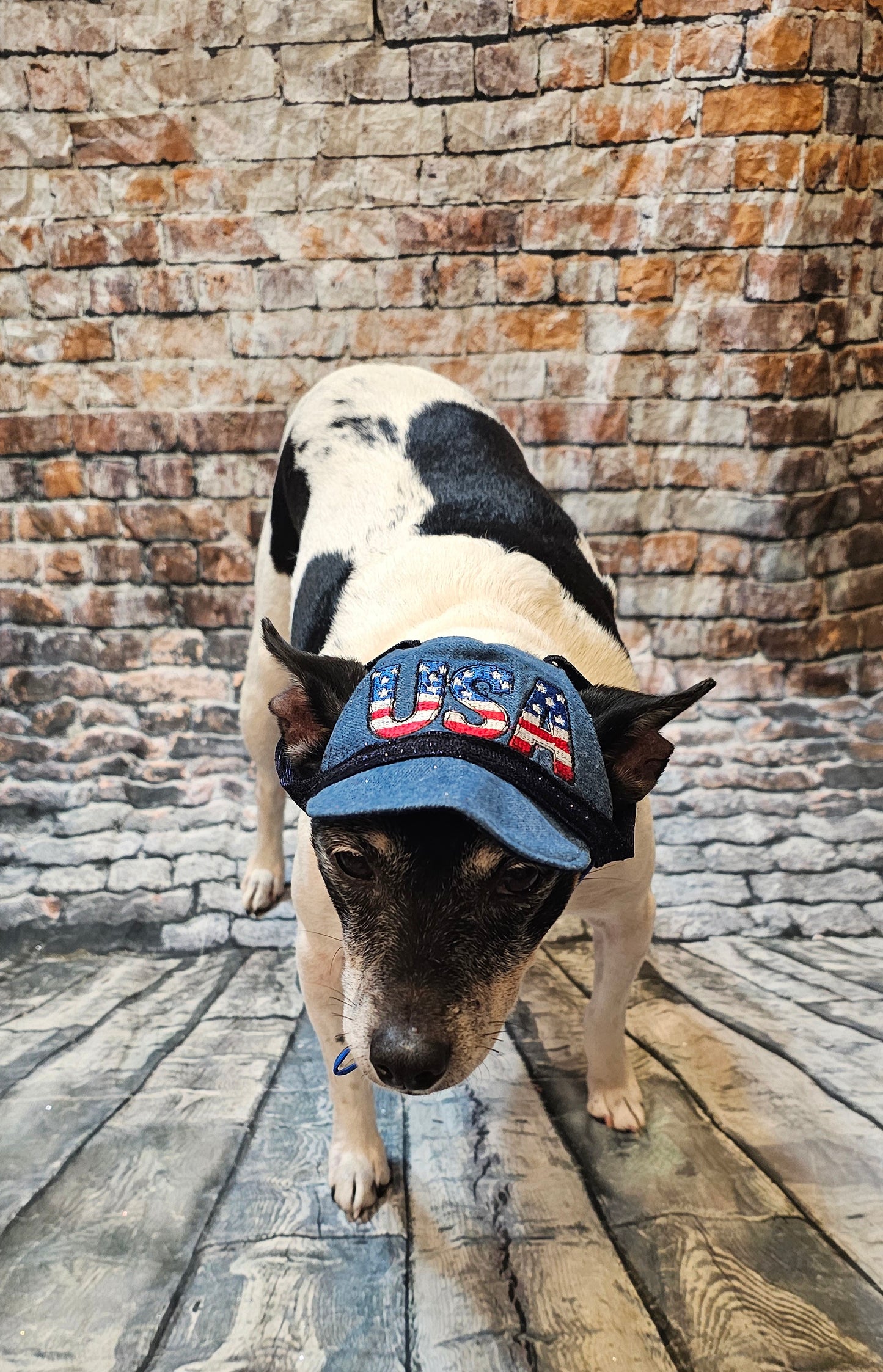 Patriotic Blue Jean pet hat, personalized pet hat, blue jean USA pet hat