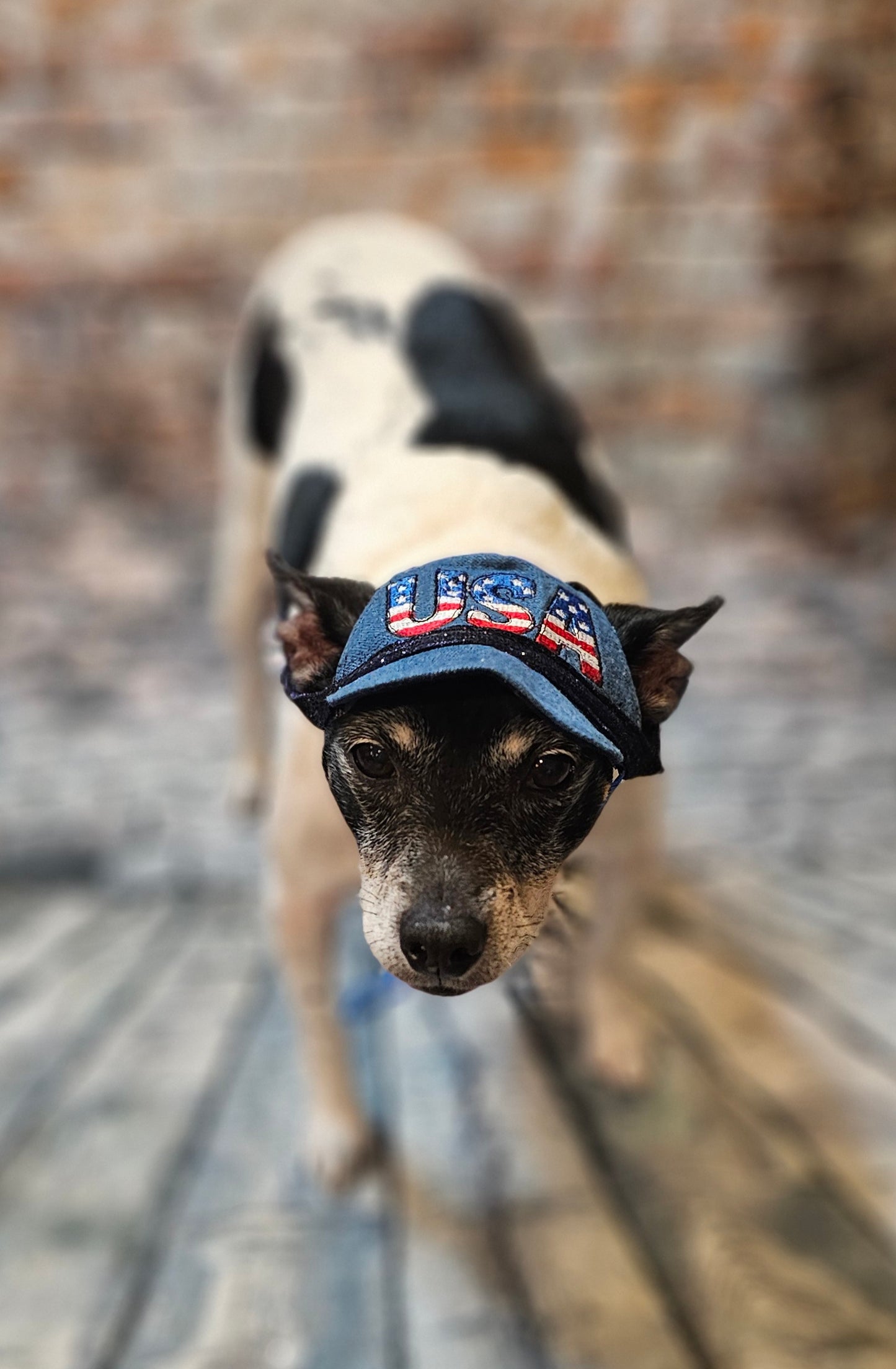 Patriotic Blue Jean pet hat, personalized pet hat, blue jean USA pet hat