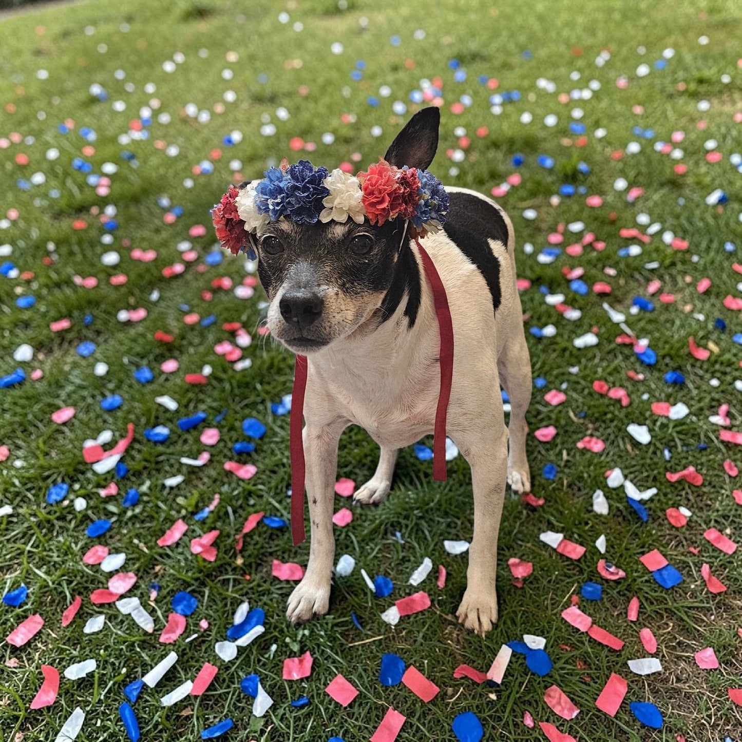 Flower crown for pets, pet flower chaplets, flower head wreath for pets, patriotic flower crown pets