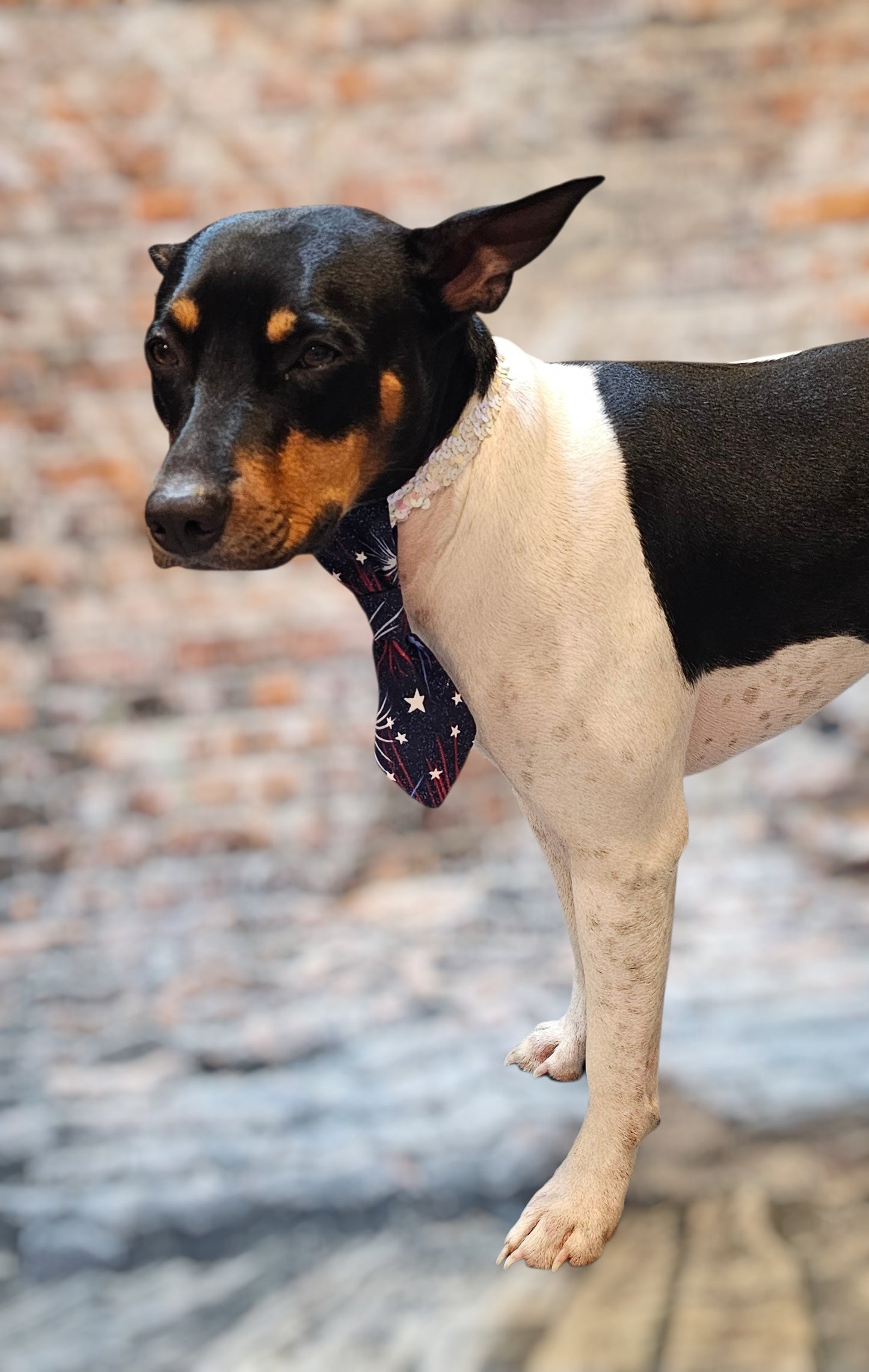 Patriotic Pet Tie and cuffs, Tie and cuffs for pets