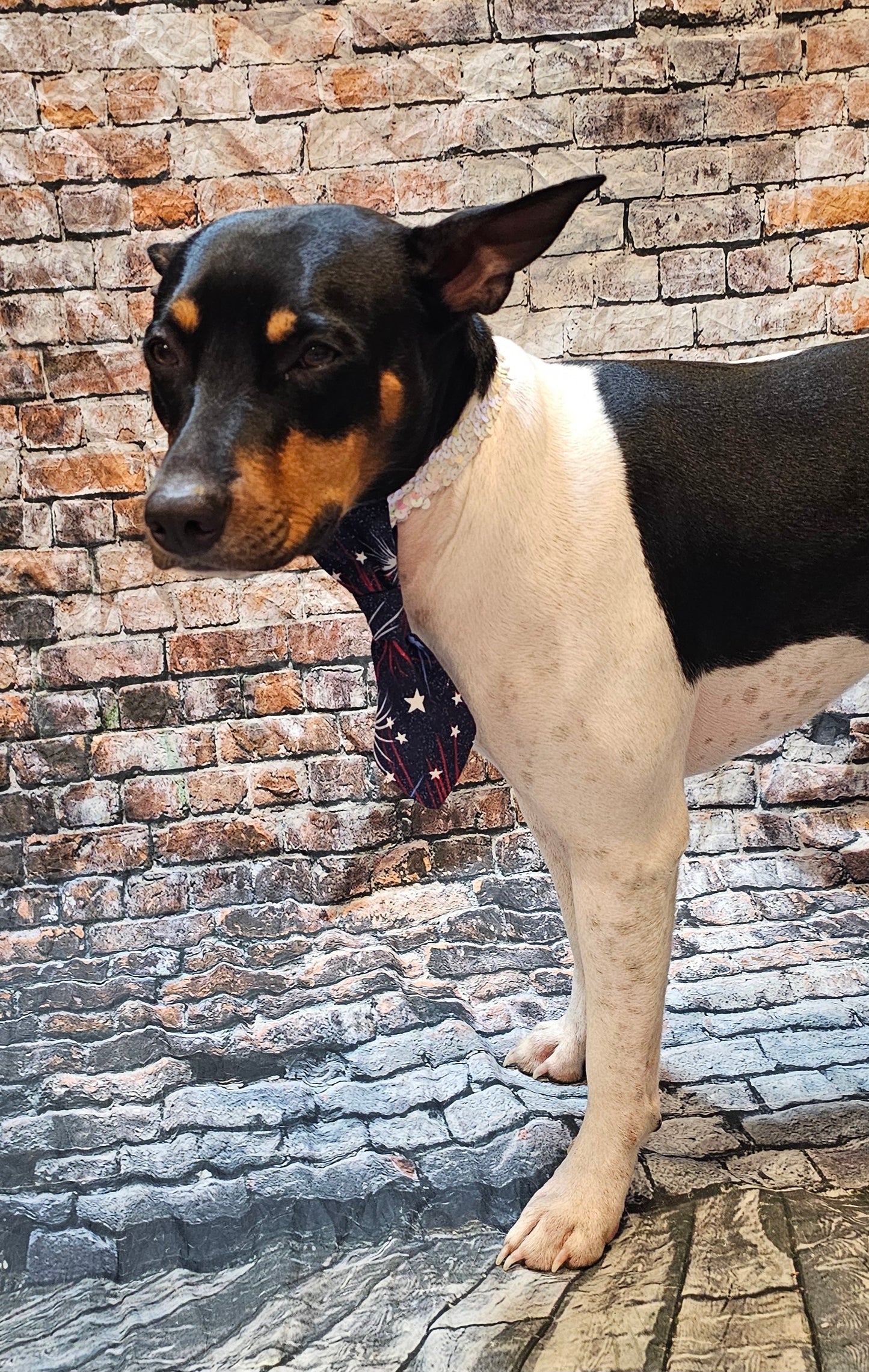Patriotic Pet Tie and cuffs, Tie and cuffs for pets