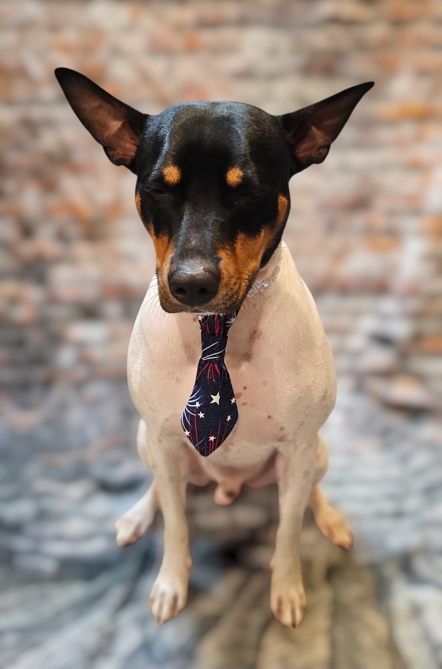 Patriotic Pet Tie and cuffs, Tie and cuffs for pets