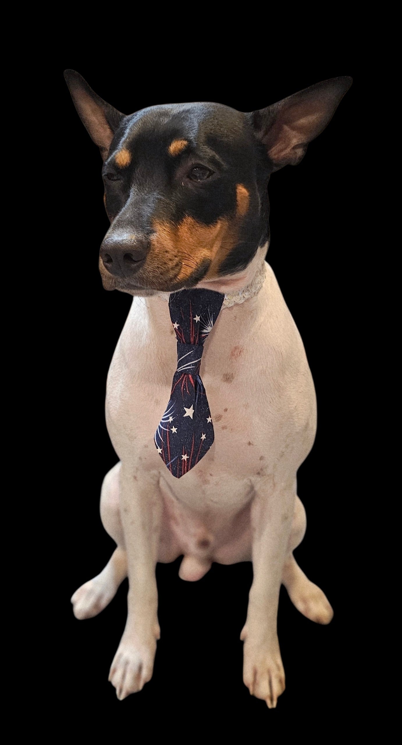 Patriotic Pet Tie and cuffs, Tie and cuffs for pets