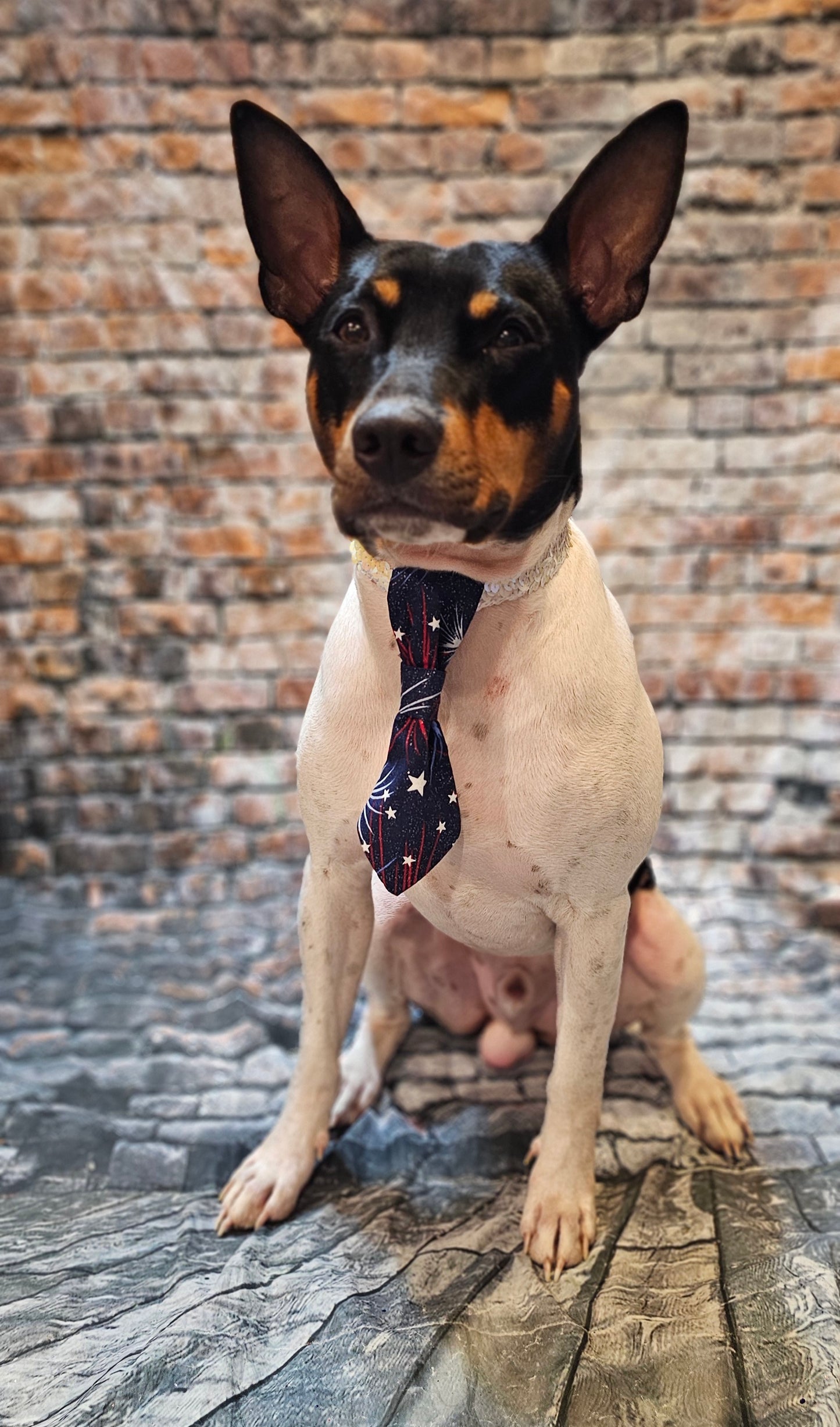 Patriotic Pet Tie and cuffs, Tie and cuffs for pets