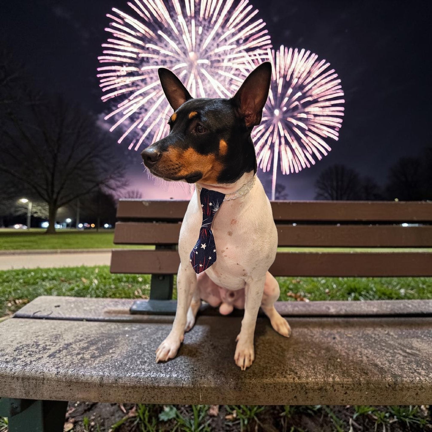 Patriotic Pet Tie and cuffs, Tie and cuffs for pets