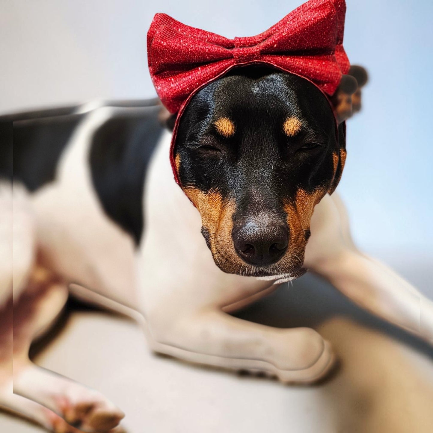 Glitter pet bow with sequin head band, pet bows