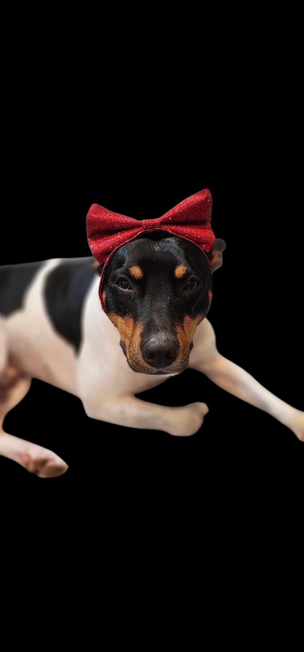 Glitter pet bow with sequin head band, pet bows