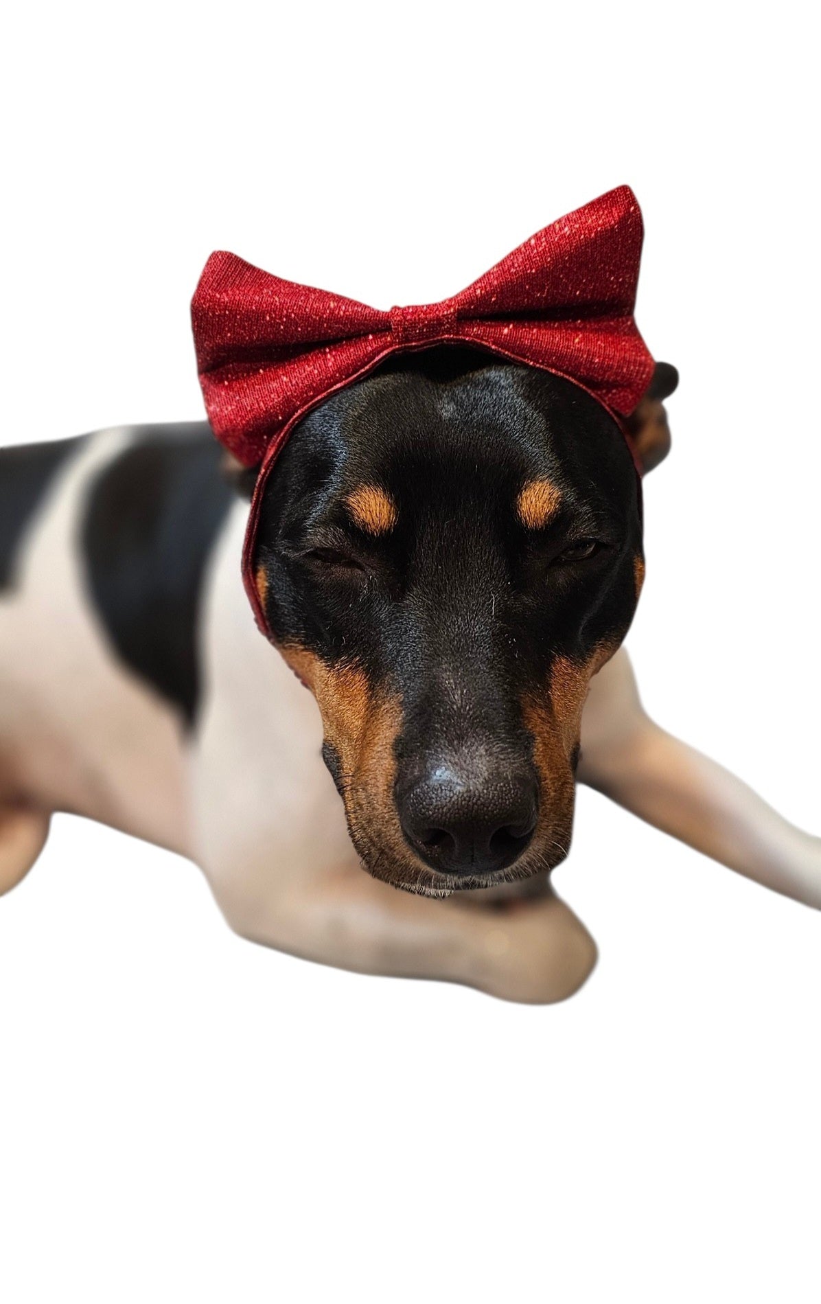 Glitter pet bow with sequin head band, pet bows