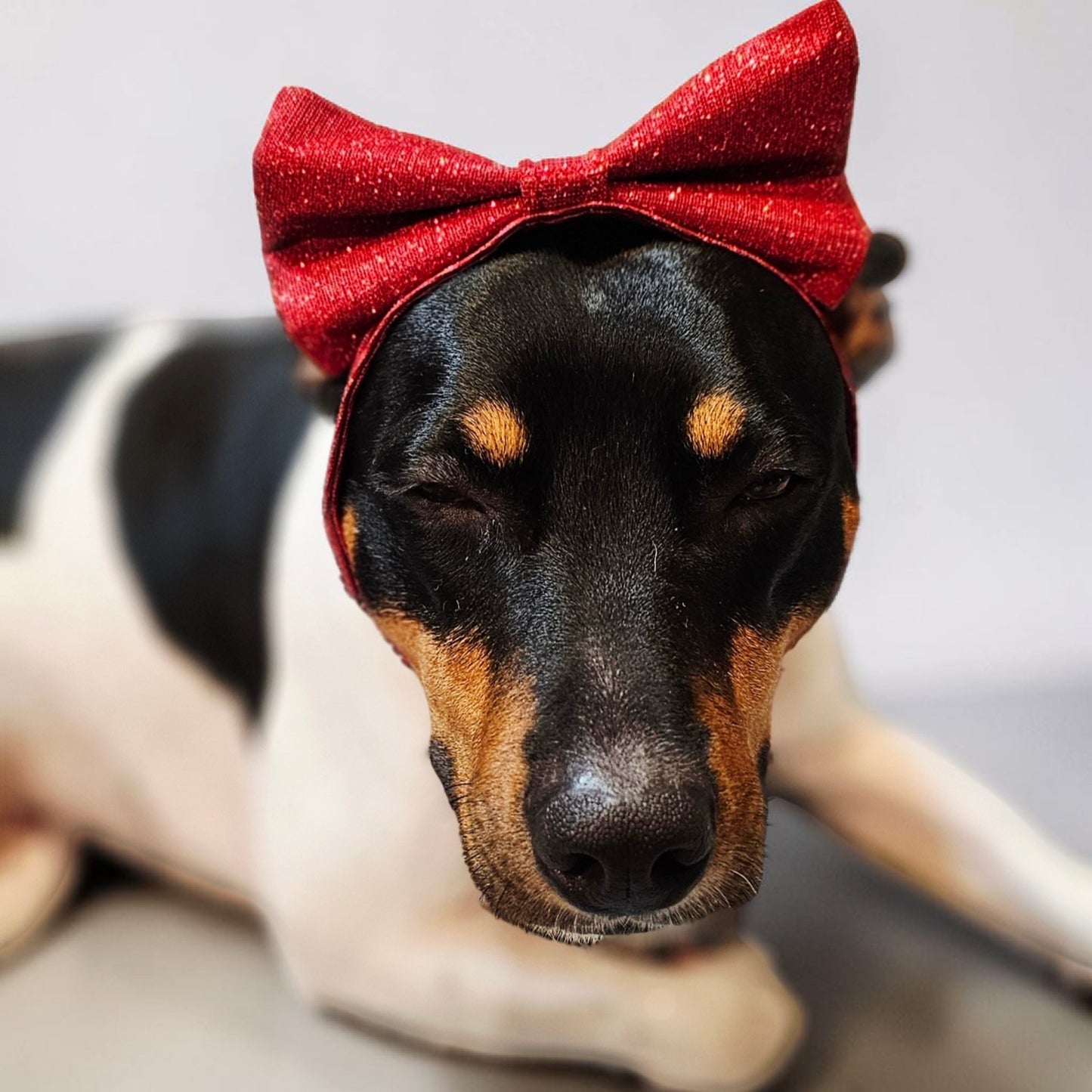 Glitter pet bow with sequin head band, pet bows
