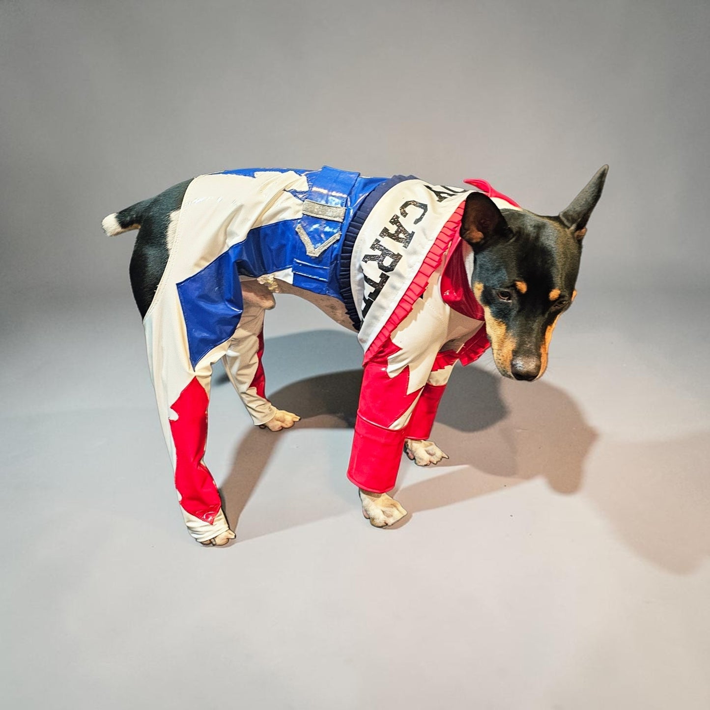 Beyonce pet costume, Beyonce dog costume, Cowboy carter pet costume