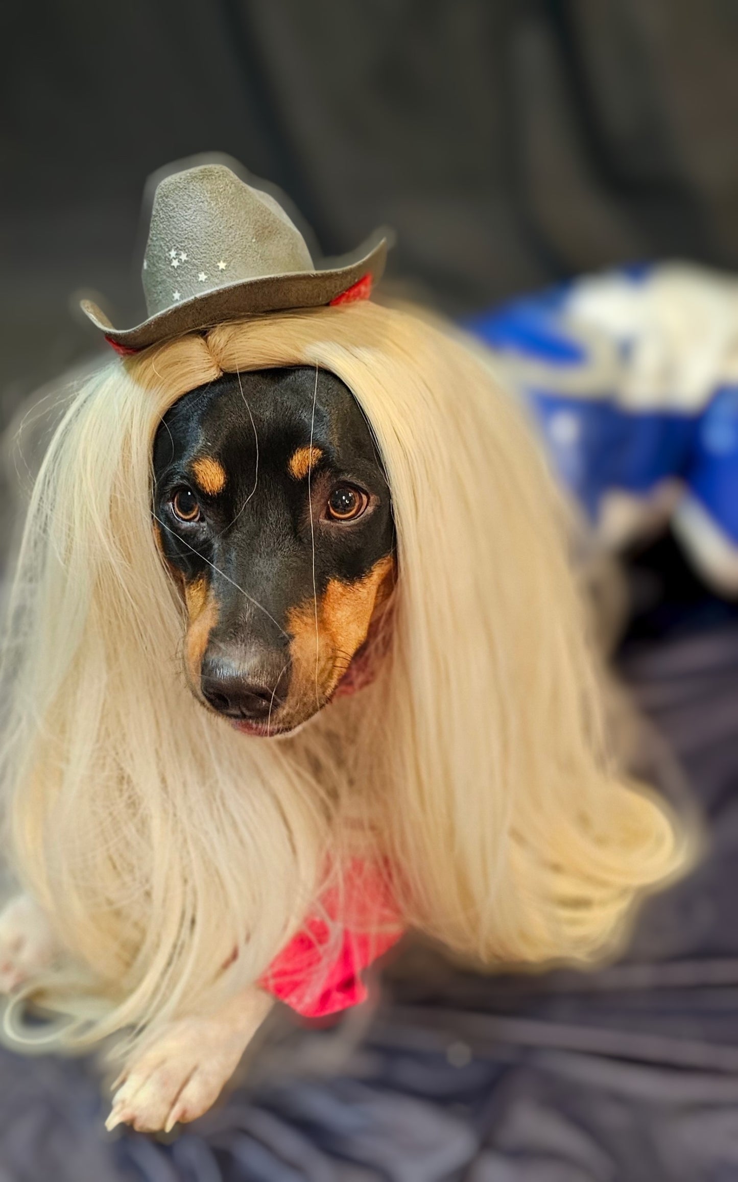 Beyonce pet costume, Beyonce dog costume, Cowboy carter pet costume