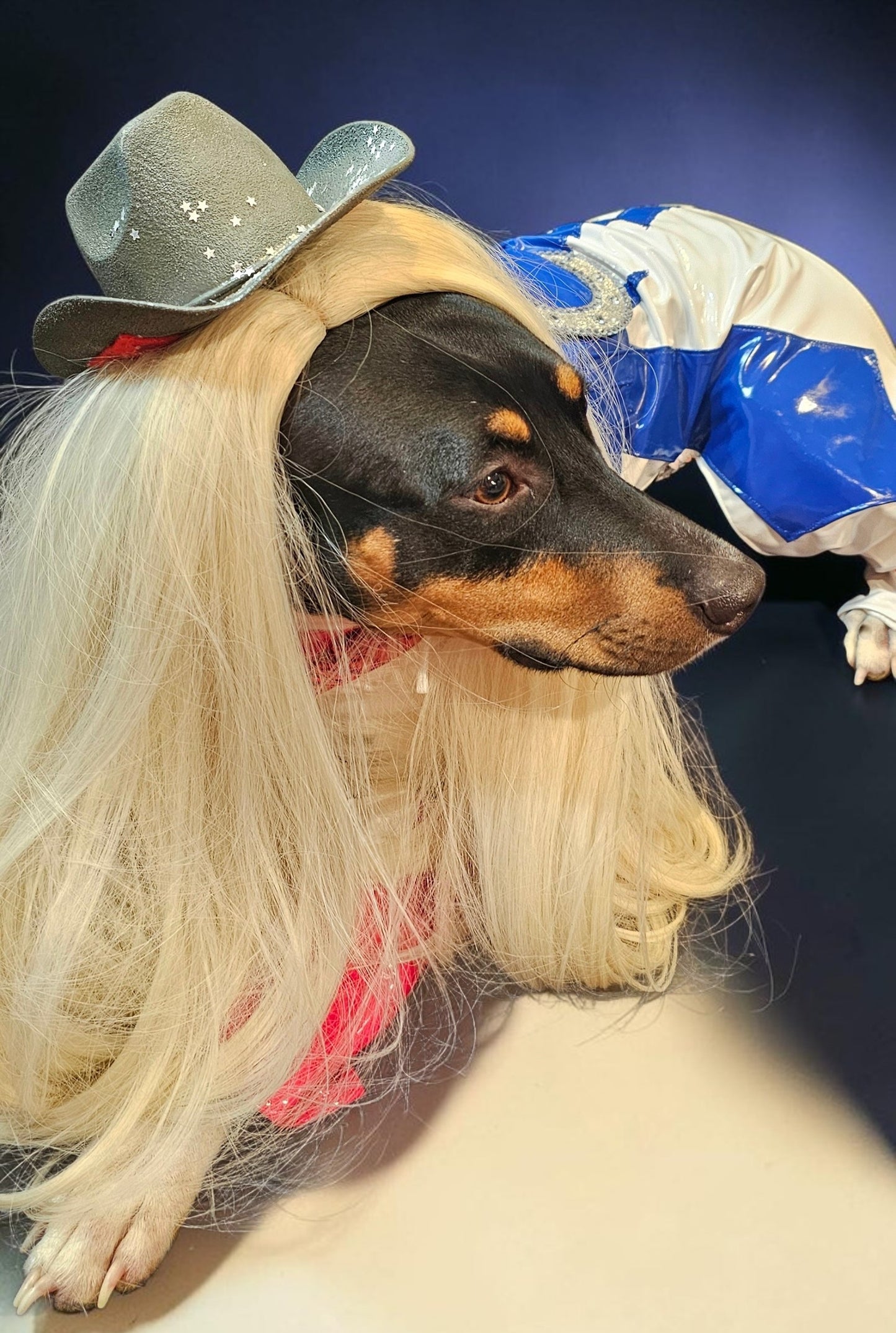 Beyonce pet costume, Beyonce dog costume, Cowboy carter pet costume