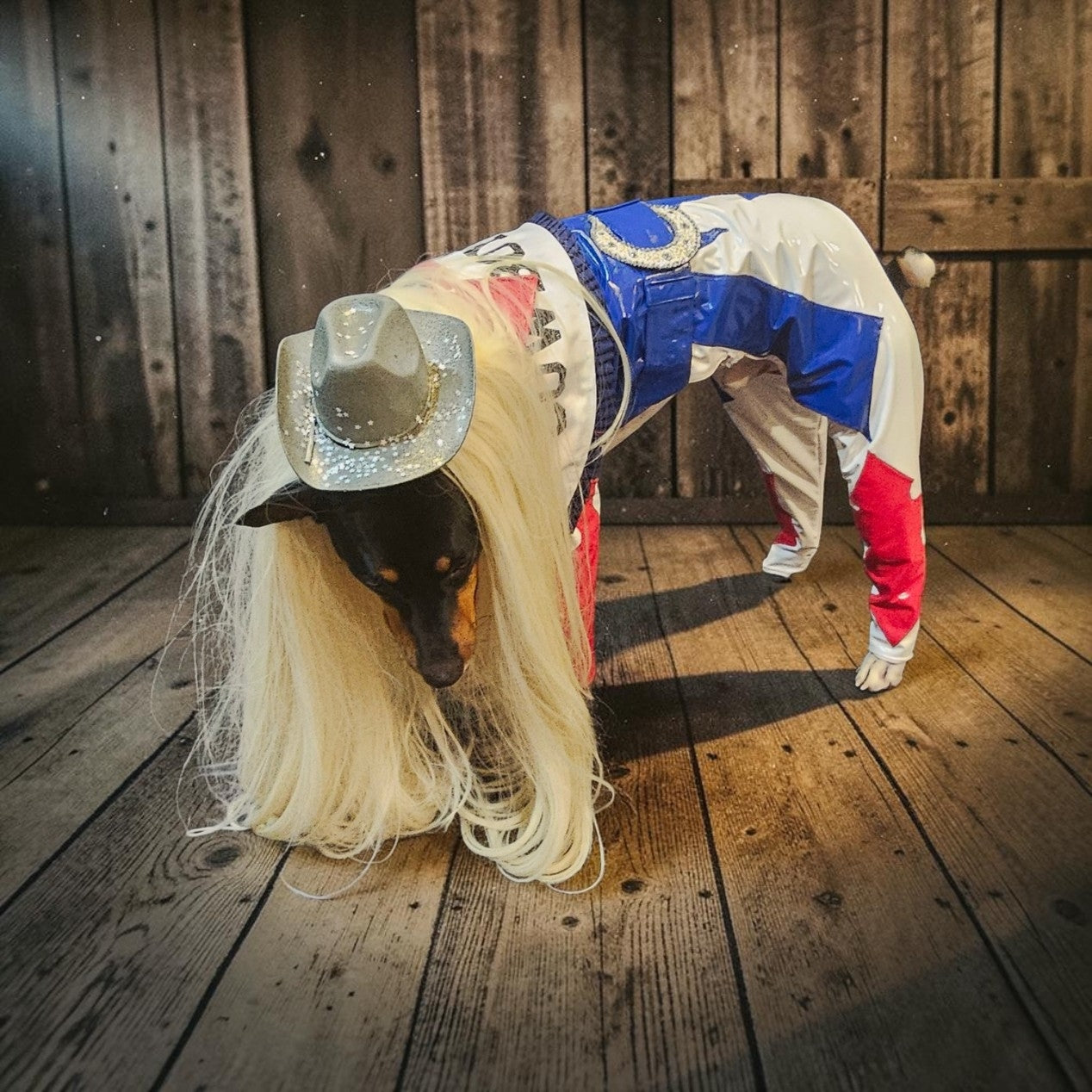 Beyonce pet costume, Beyonce dog costume, Cowboy carter pet costume