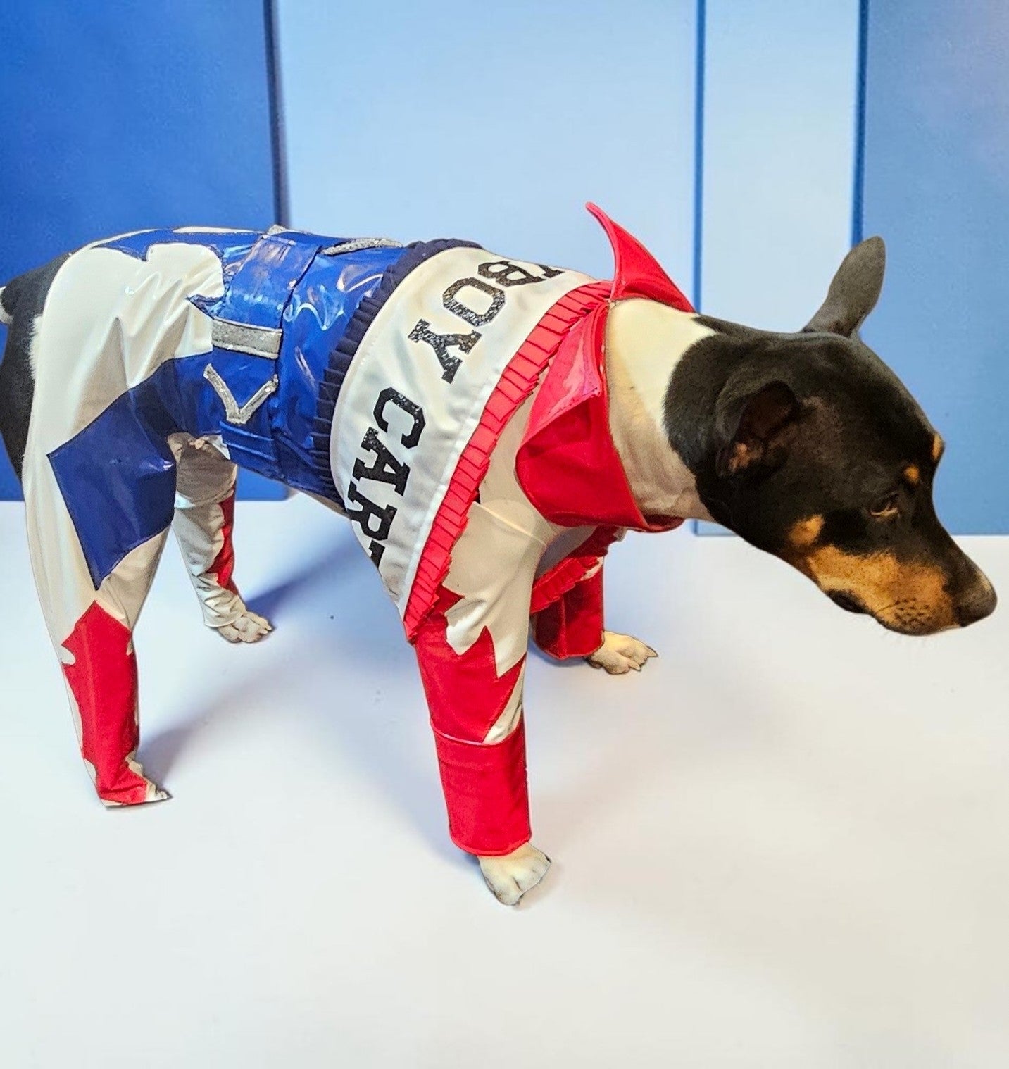Beyonce pet costume, Beyonce dog costume, Cowboy carter pet costume
